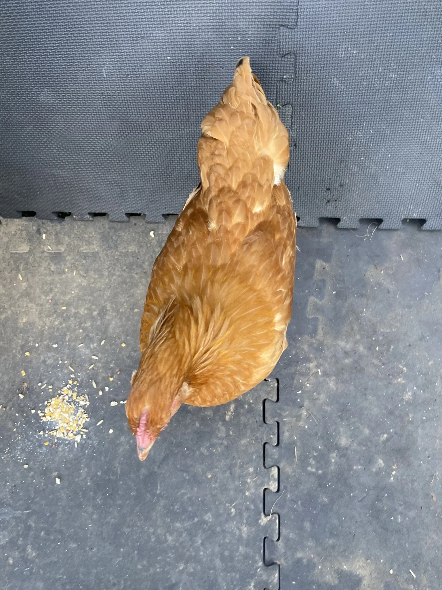 English_Orpington_Buff_Pullet_Bobbie2_Logan Malcheff.JPEG