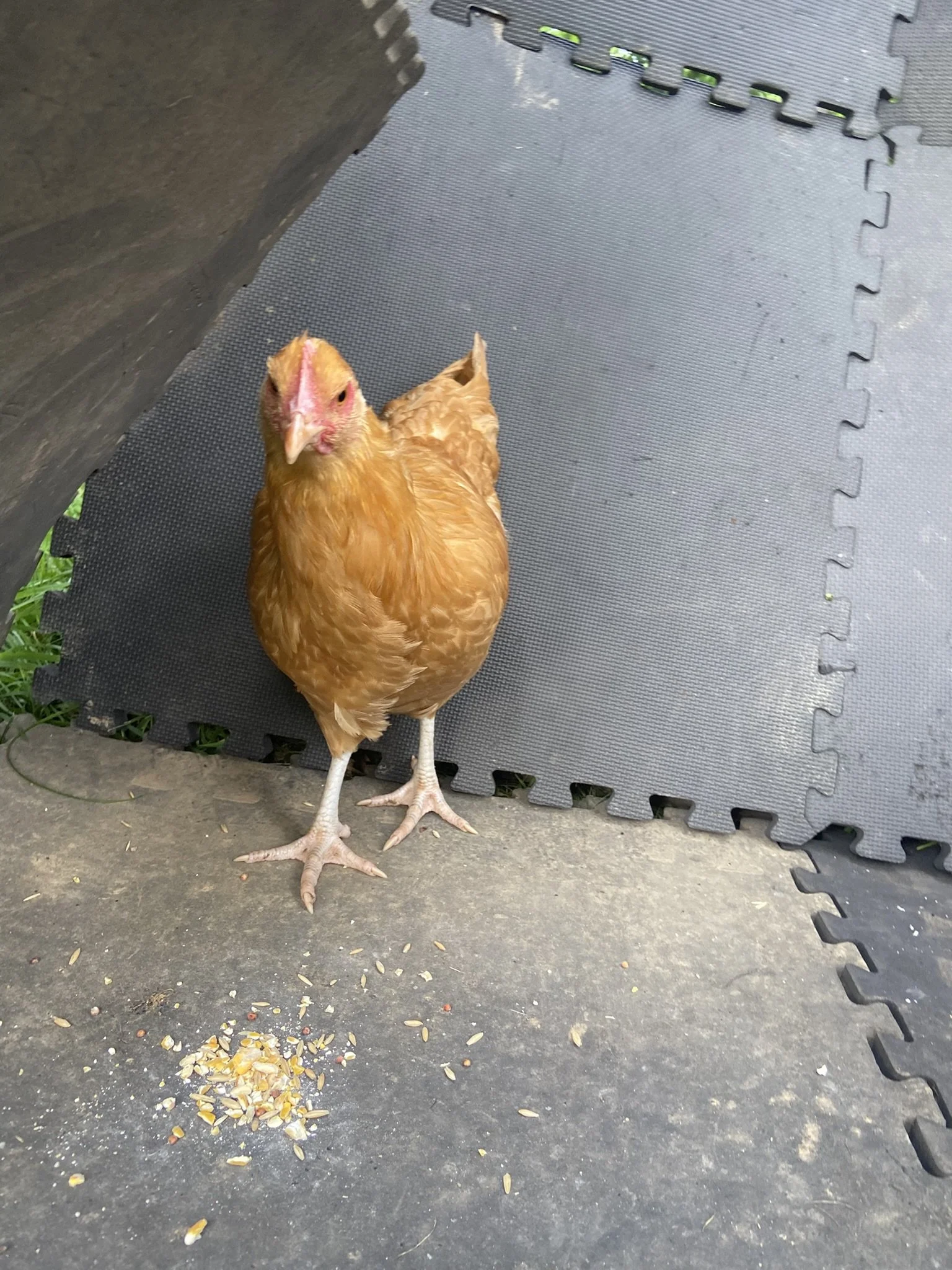 English_Orpington_Buff_Pullet_Bonnie2_Logan Malcheff.JPEG
