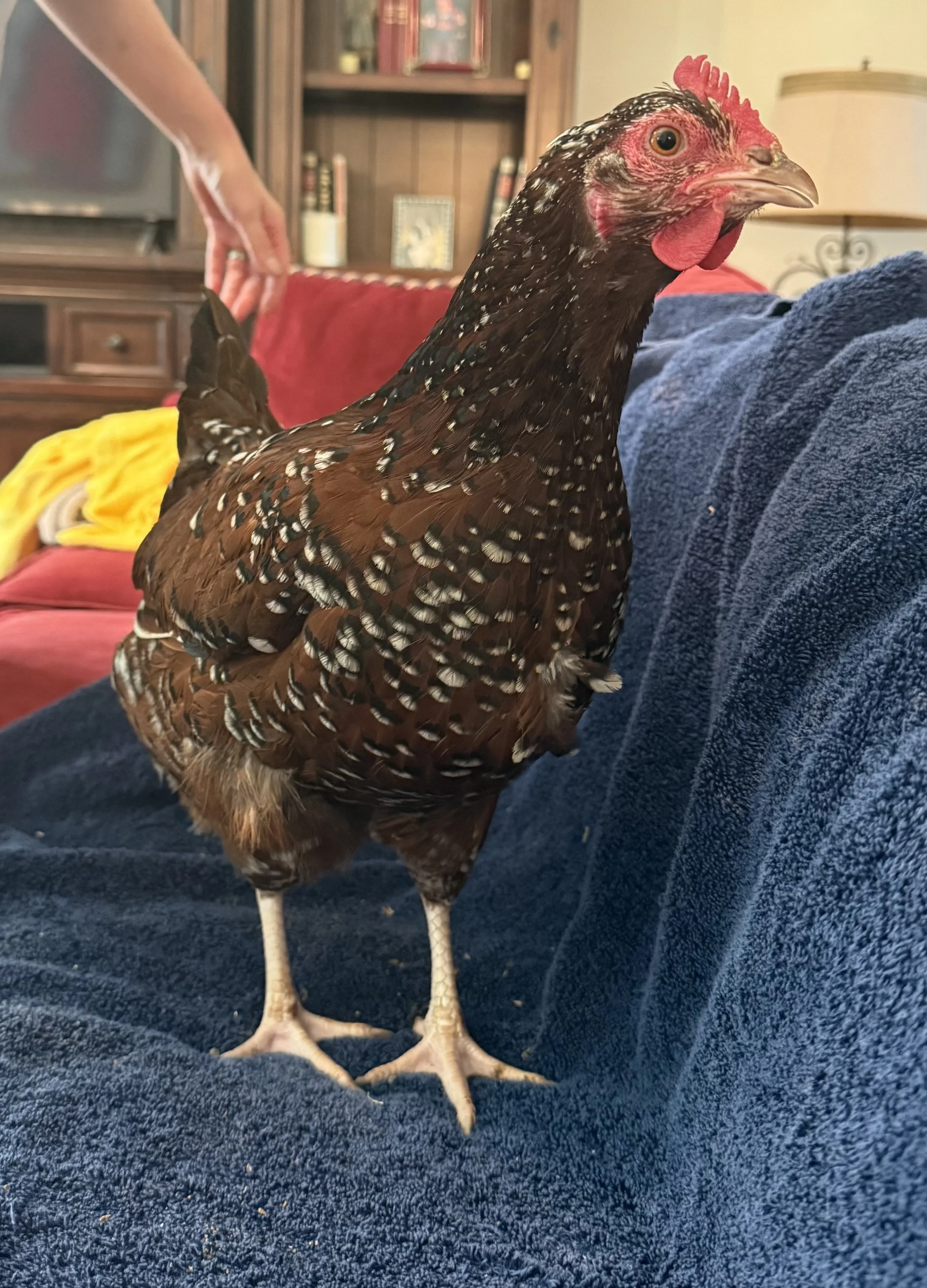 English_Sussex_Speckled_Hen_Leona_HughMcCormick1.jpeg