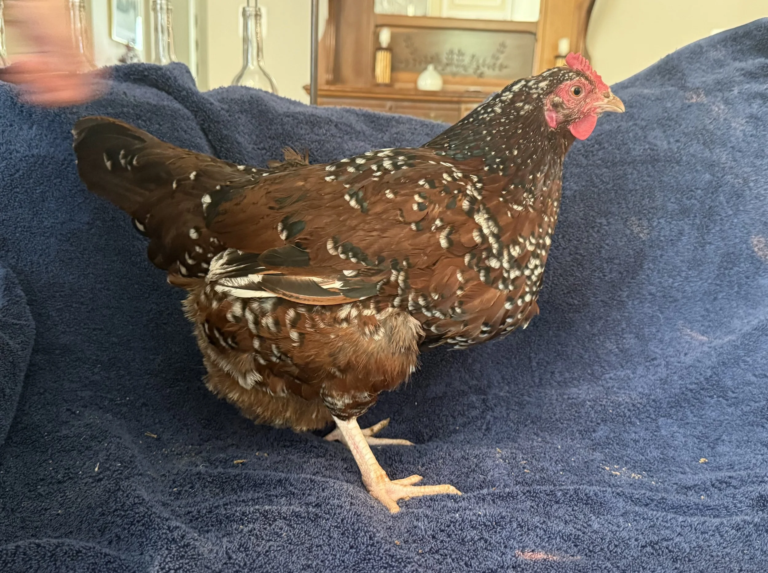 English_Sussex_Speckled_Hen_Leona_HughMcCormick.jpeg