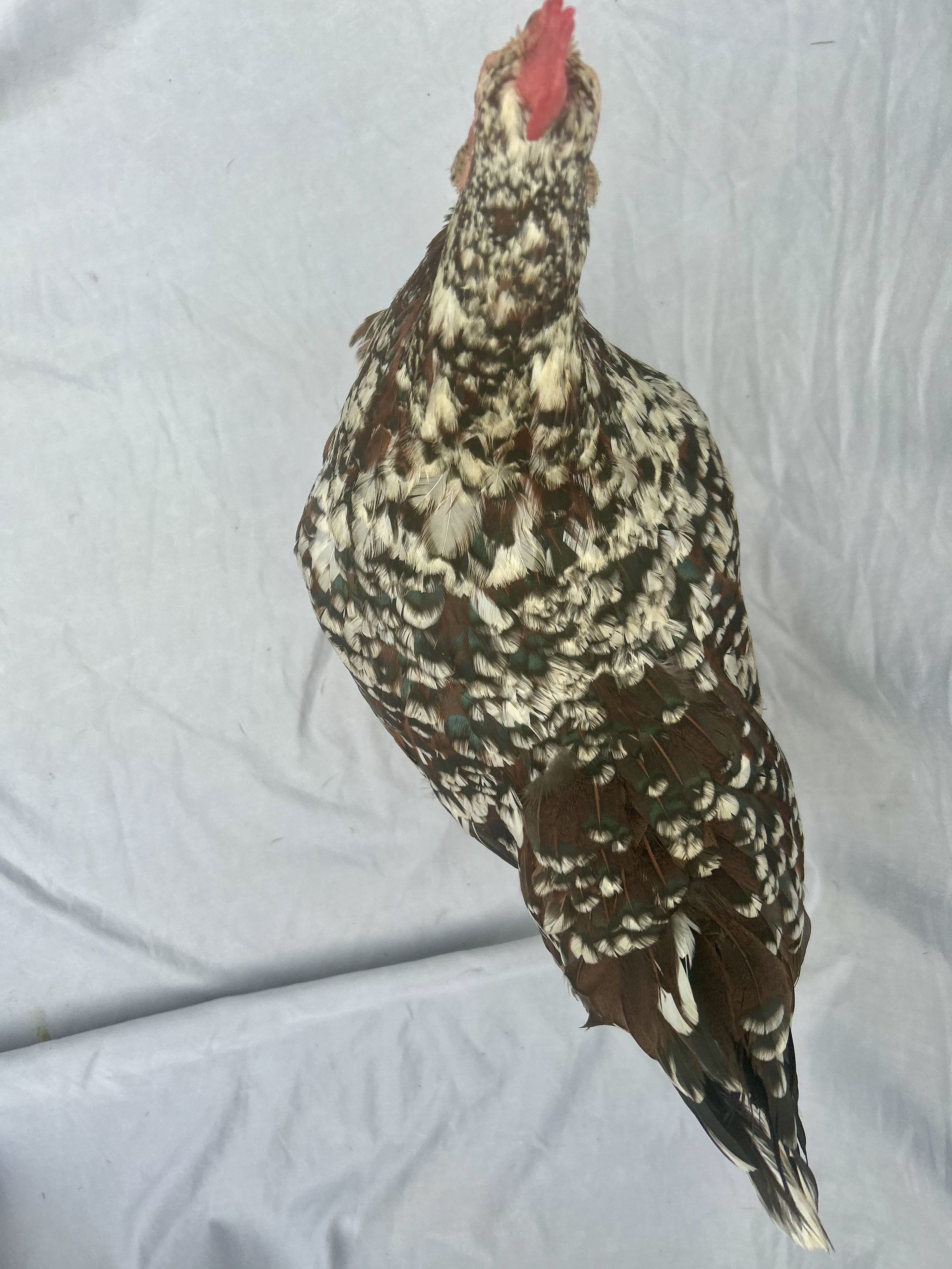 top view_English_Sussex_Speckled_Hen_Rose_Avalon Roe.JPG