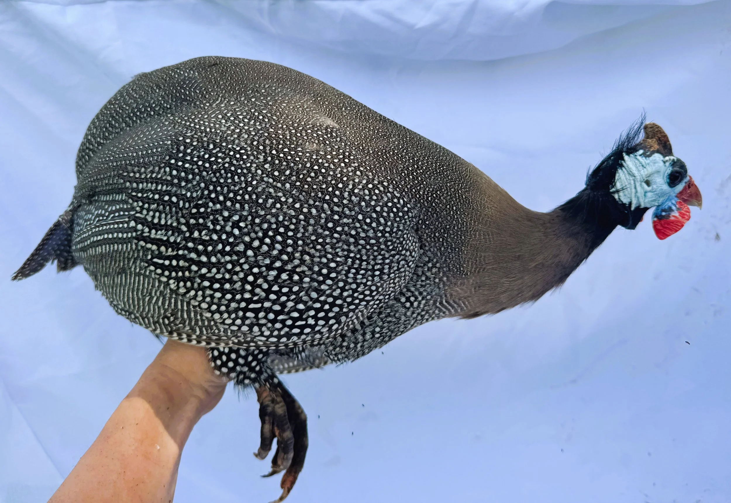 Helmeted_Guinea_Pearl_Hen_Bheka_Nouh Mashaal_Side.jpeg