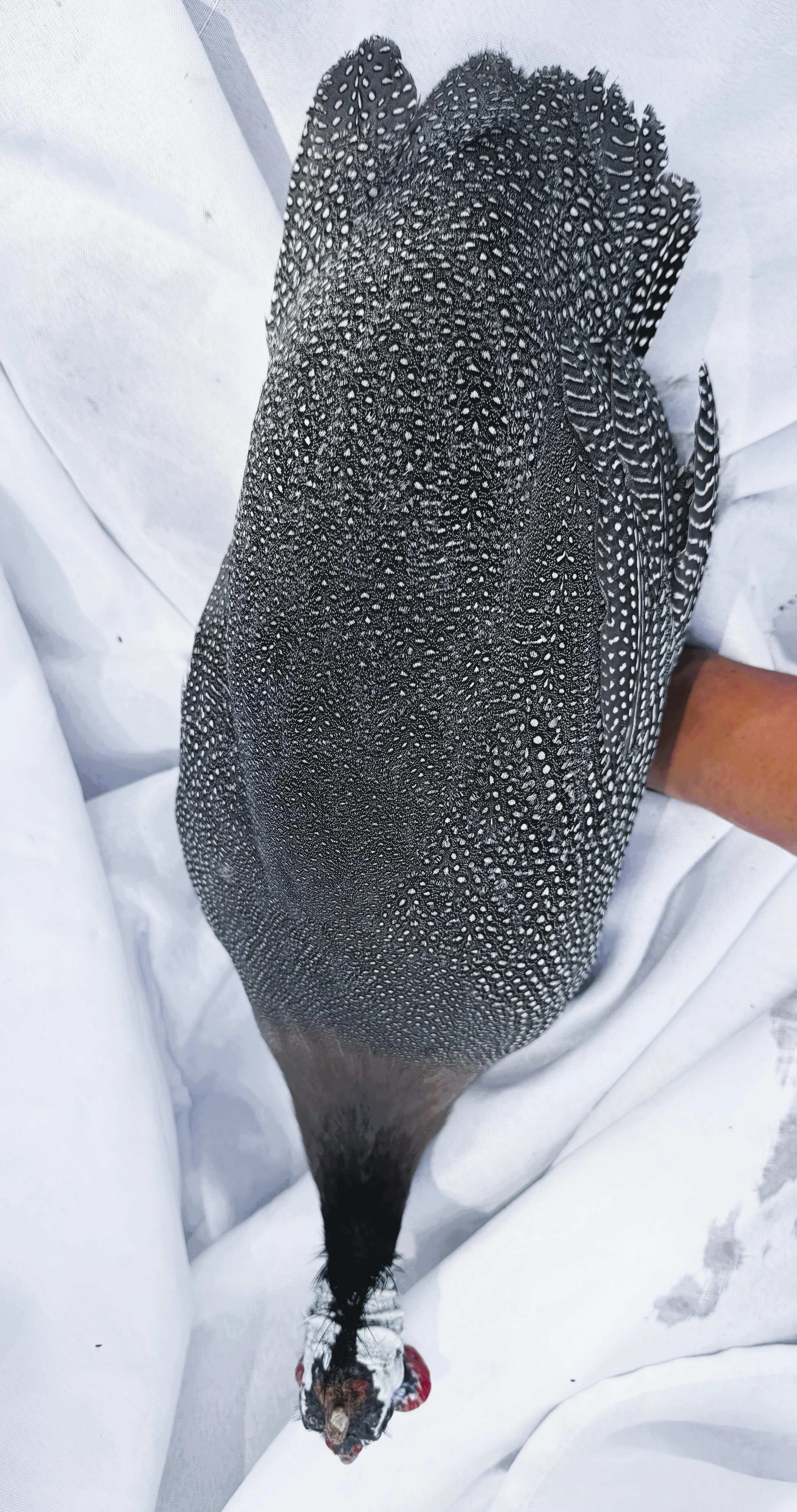 Helmeted_Guinea_Pearl_Hen_Bheka_Nouh Mashaal_Top.jpeg