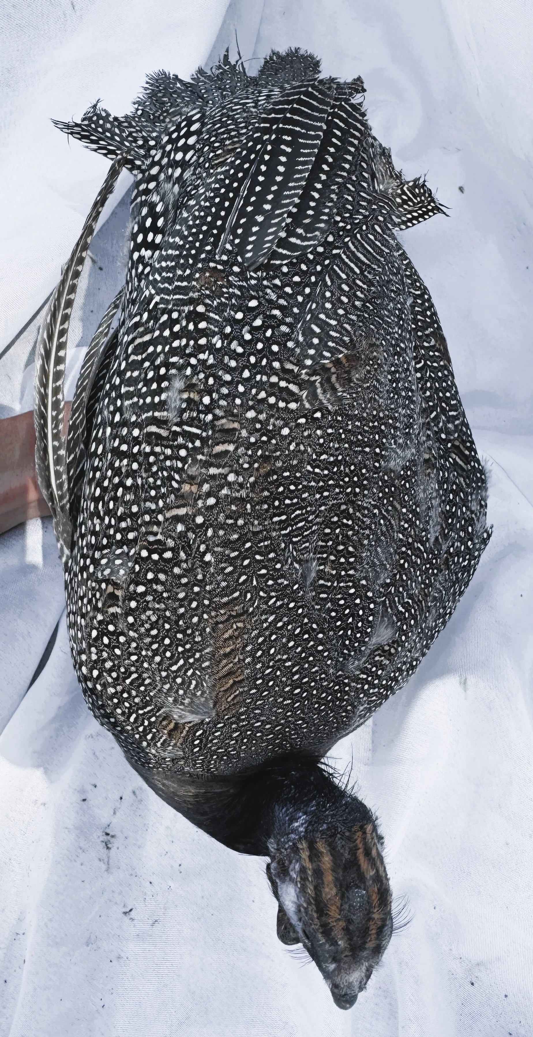 Helmeted_Guinea_Pearl_Pullet_Bonnie_Nouh Mashaal_Top.jpeg