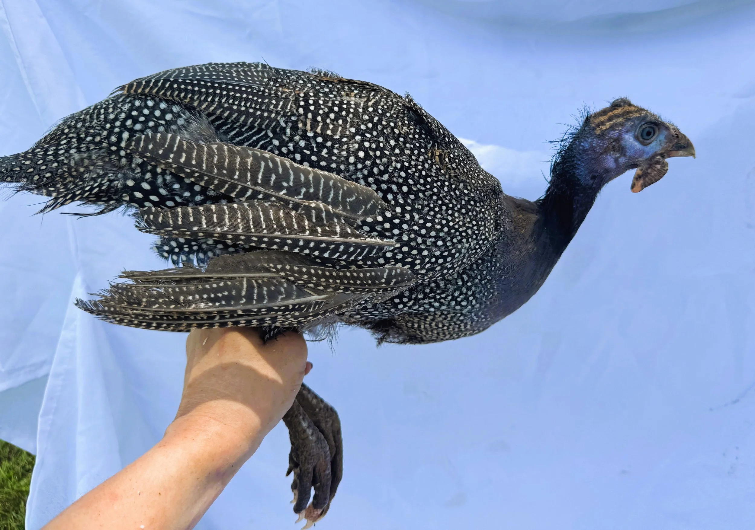 Helmeted_Guinea_Pearl_Pullet_Bonnie_Nouh Mashaal_Side.jpeg