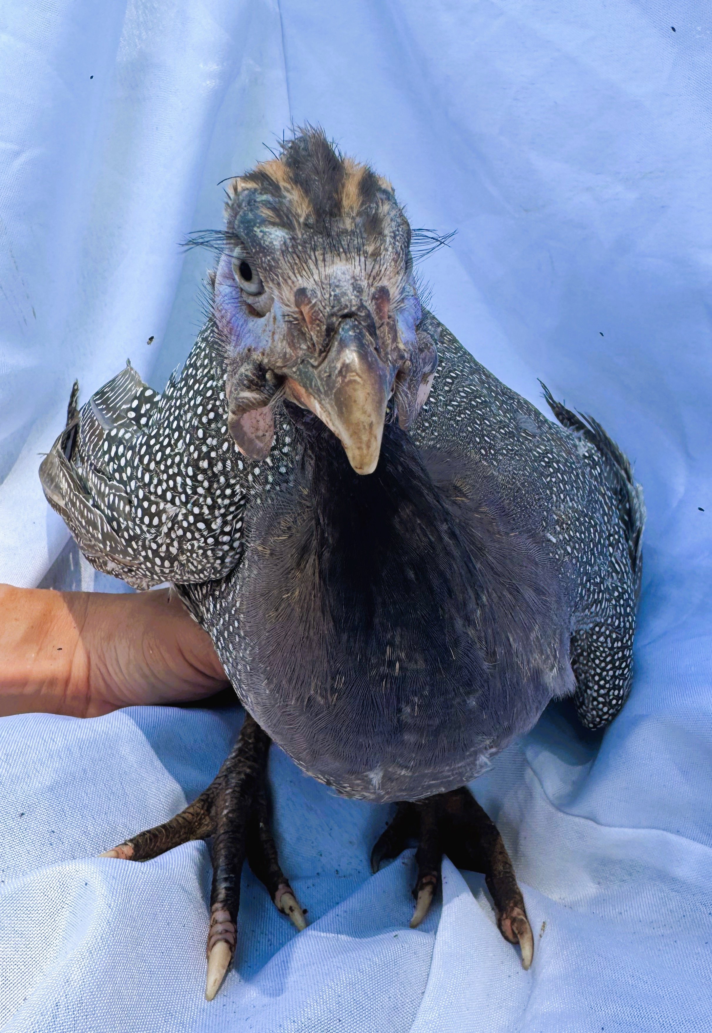 Helmeted_Guinea_Pearl_Pullet_Bonnie_Nouh Mashaal_Front.jpeg