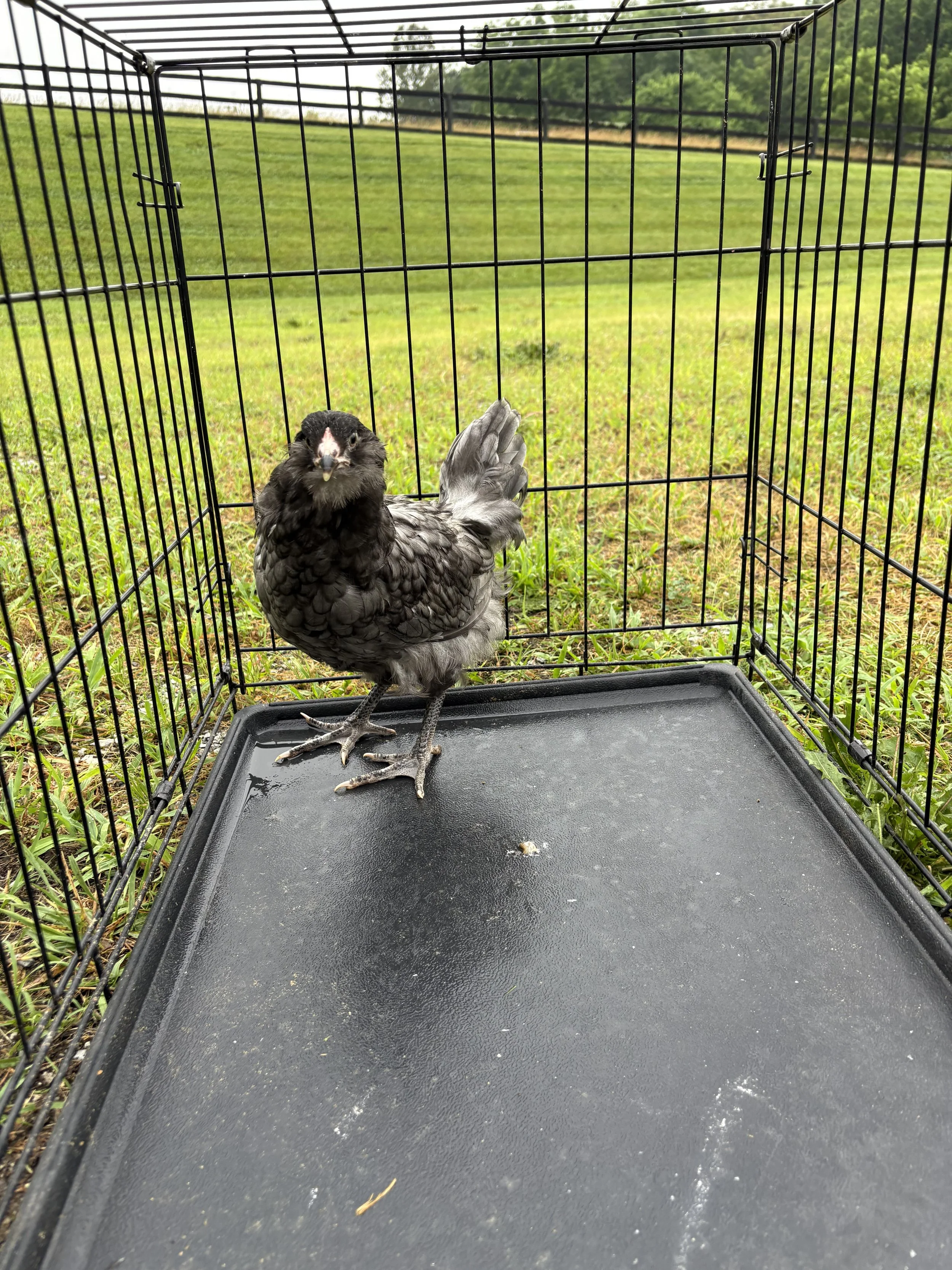 AOSB_Ameraucana_Blue_Pullet_Winona_CharlotteCochran_FRONT.jpeg