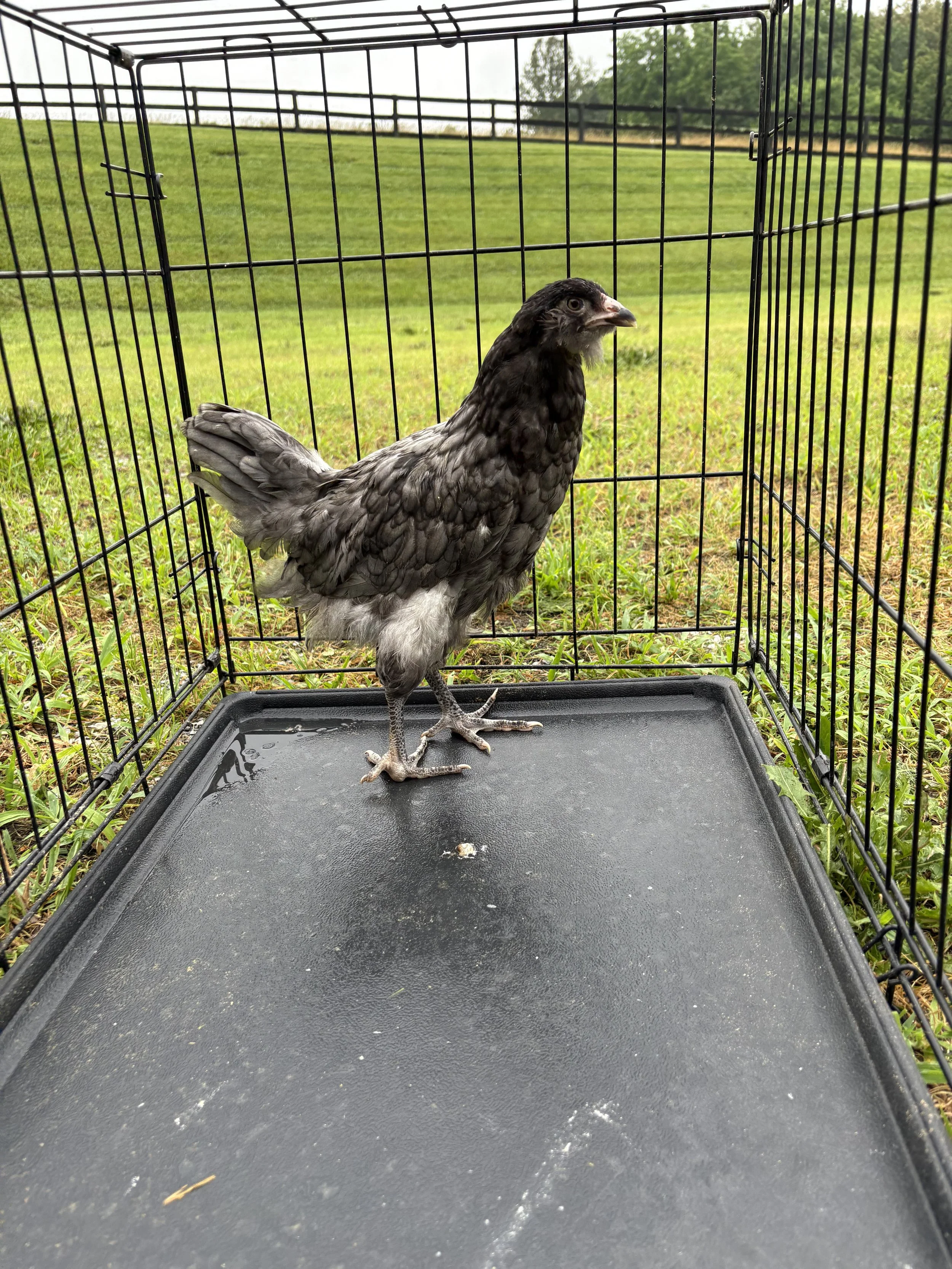 AOSB_Ameraucana_Blue_Pullet_Winona_CharlotteCochran_SIDE (1).jpeg
