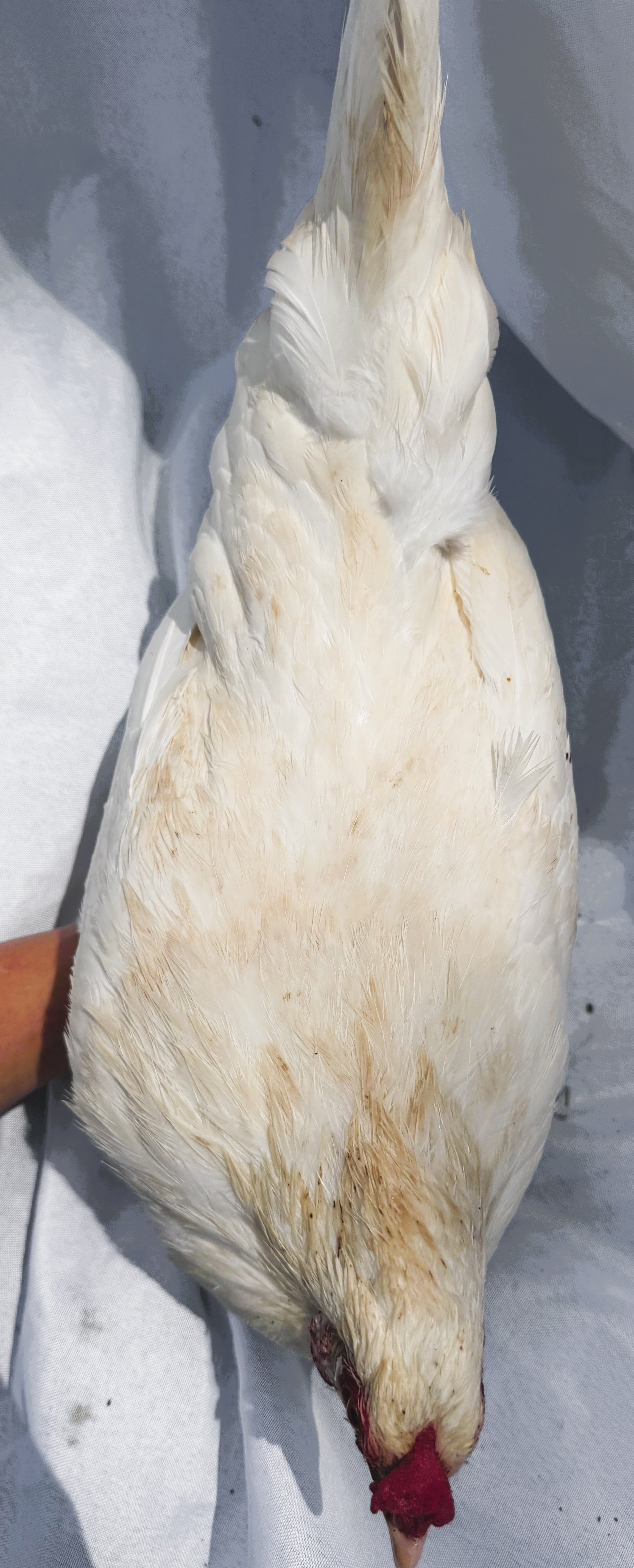 Mediterranean_Leghorn_White_Hen_Snow_Nouh Mashaal_Top.jpeg