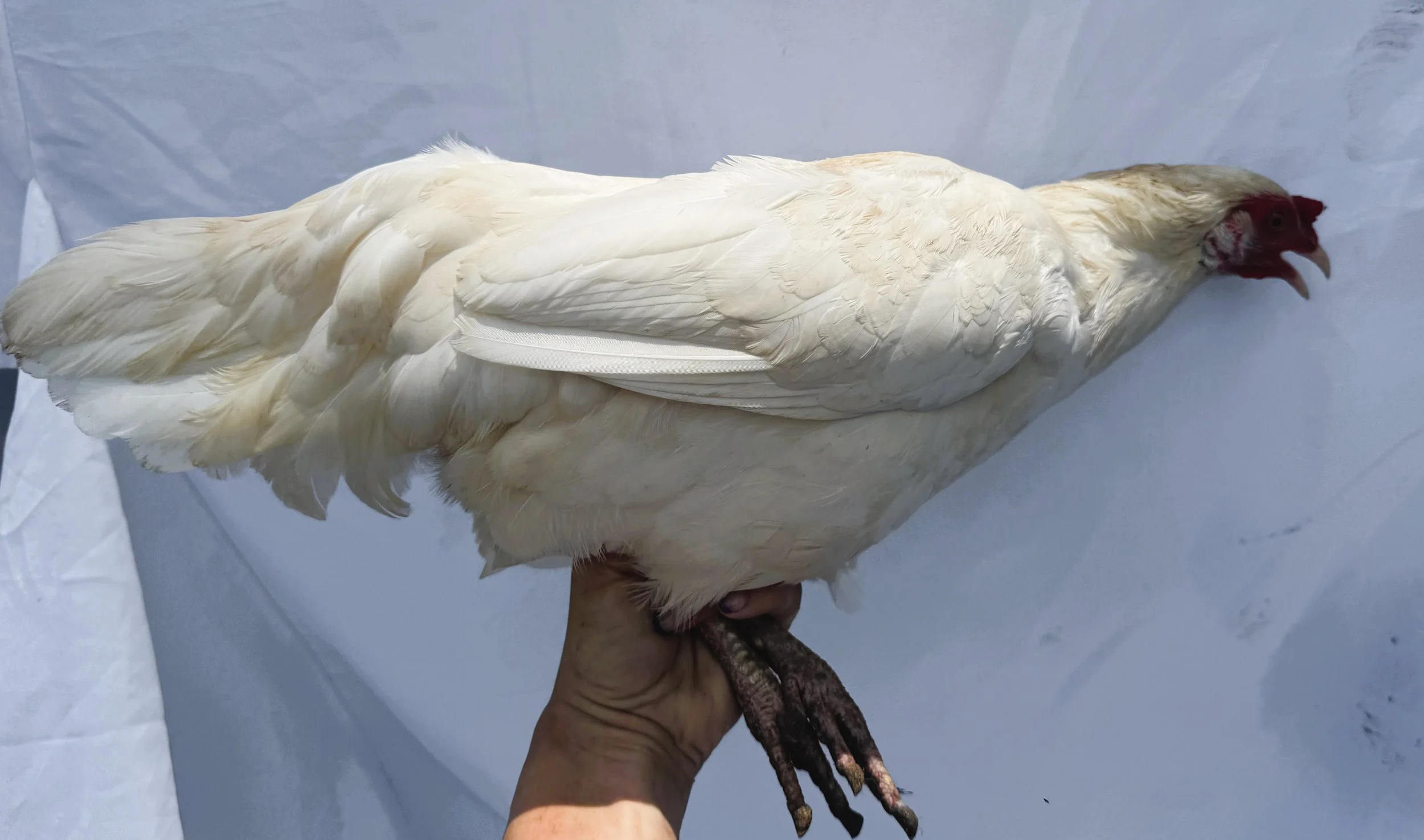 Mediterranean_Leghorn_White_Hen_Snow_Nouh Mashaal_Side.jpeg