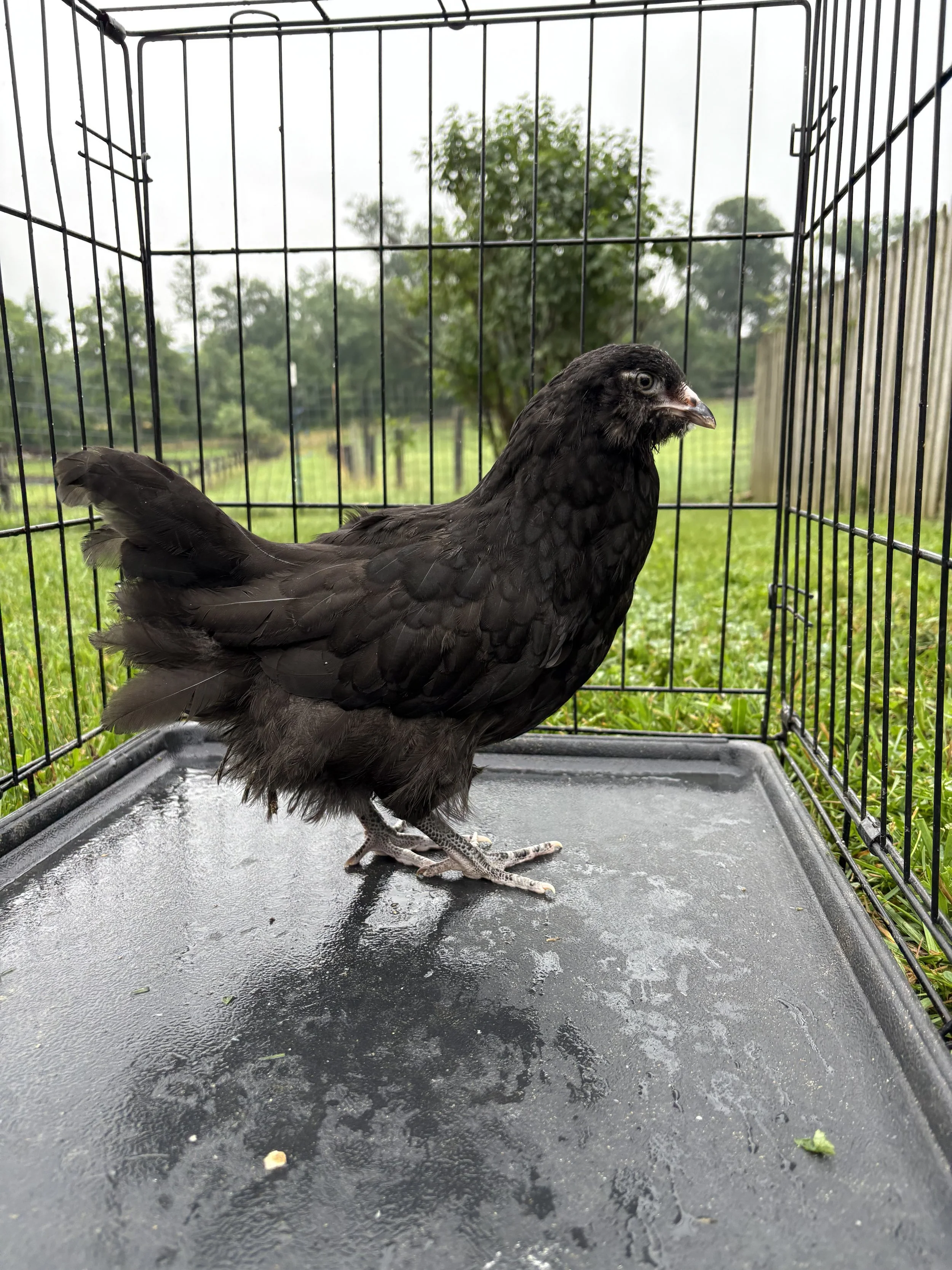 AOSB_Ameraucana_Black_Pullet_Patti_CharlotteCochran_SIDE.jpeg