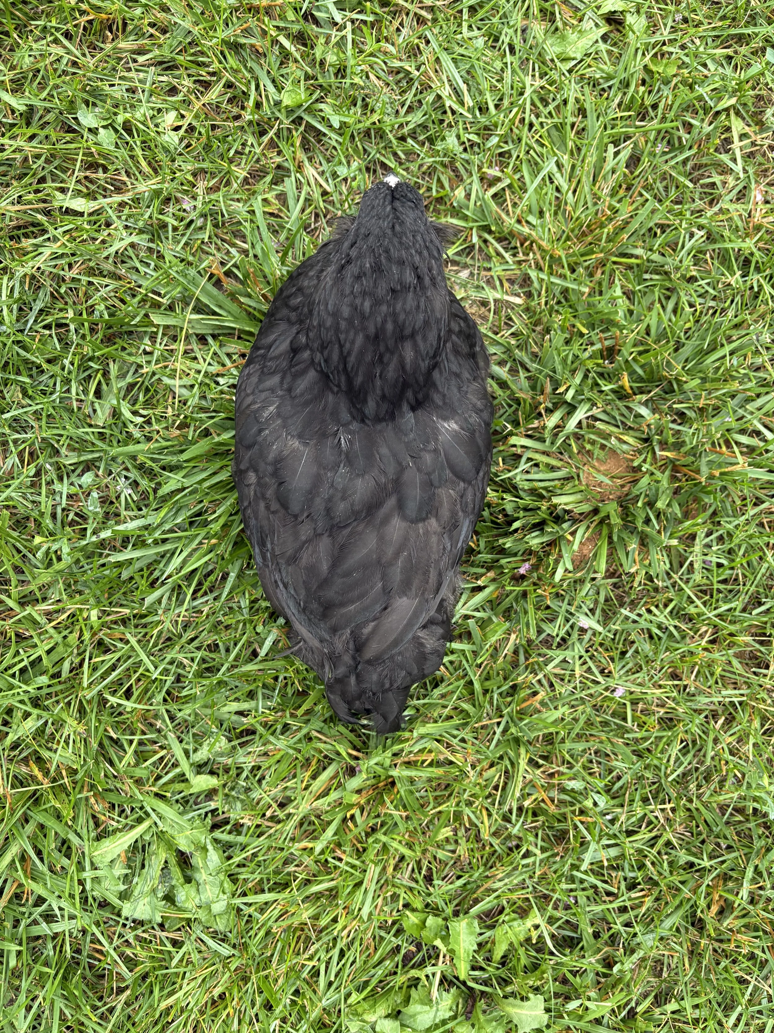AOSB_Ameraucana_Black_Pullet_Patti_CharlotteCochran_TOP.jpeg