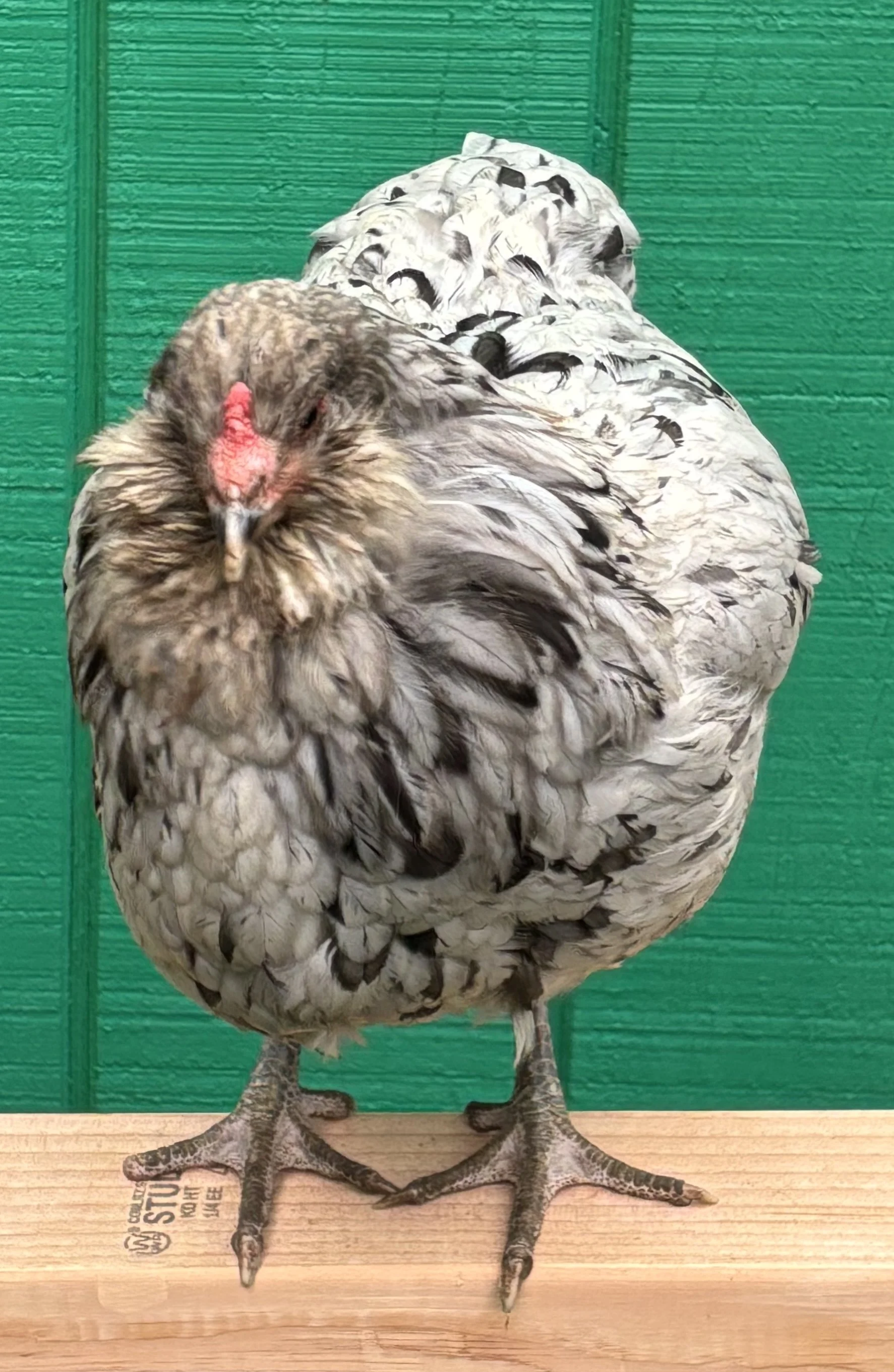 AOSB_Ameraucana_Splash_Hen_Bluestar_Sarah-Jane Corbett_front.jpeg