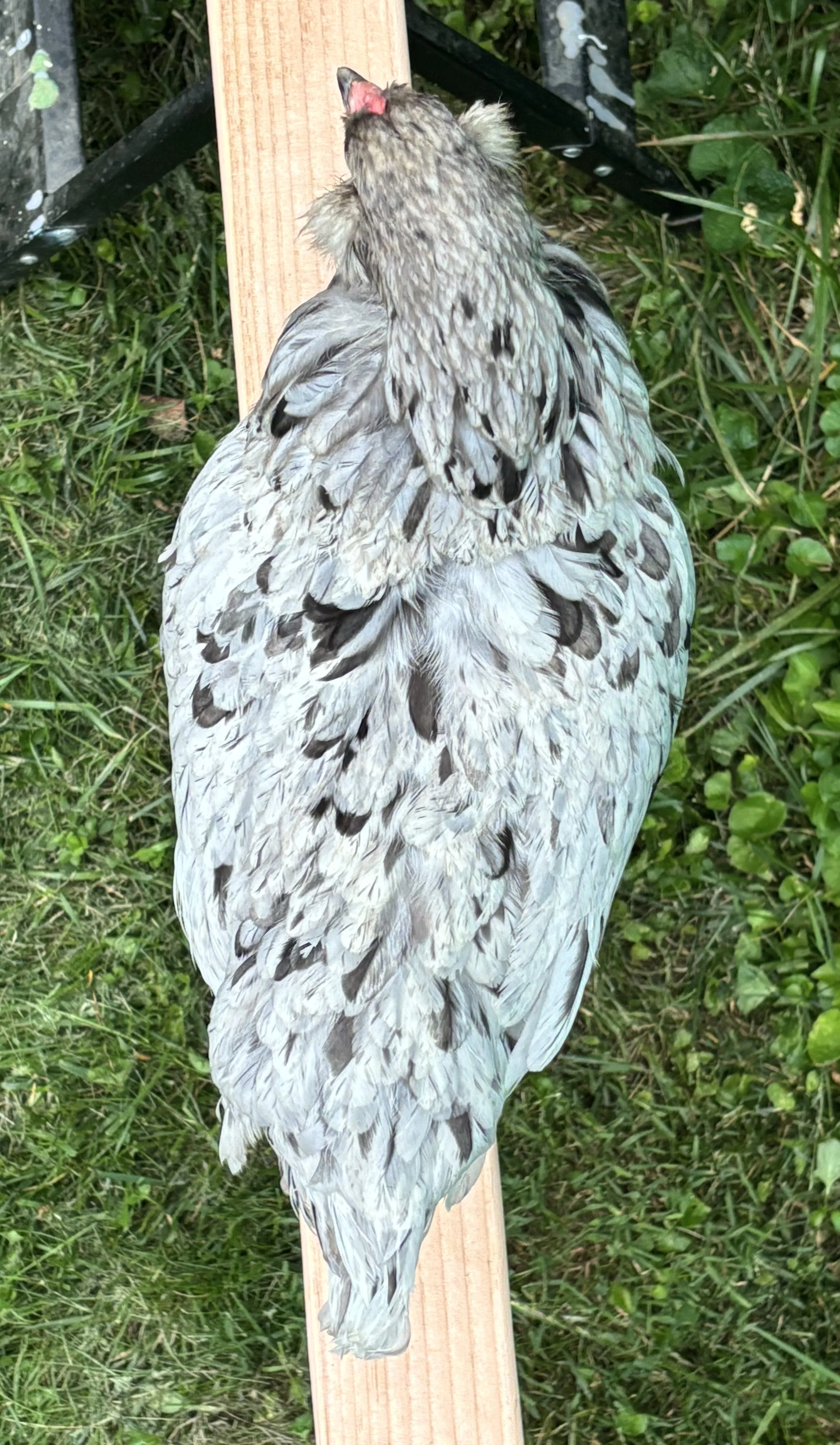 AOSB_Ameraucana_Splash_Hen_Bluestar_Sarah-Jane Corbett_top.jpeg