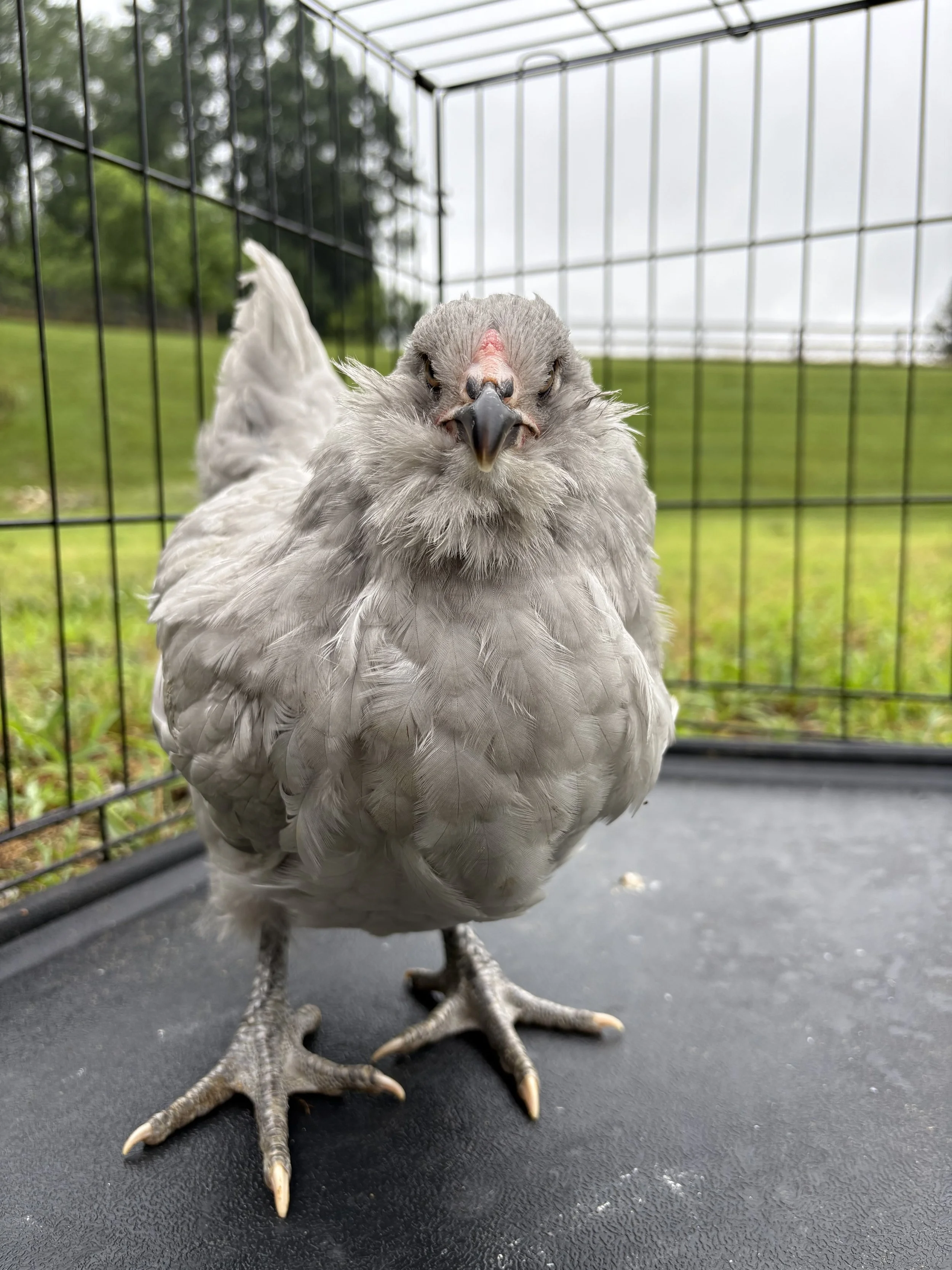 AOSB_Ameraucana_SelfBlue_Pullet_Hazel_CharlotteCochran_FRONT.jpeg