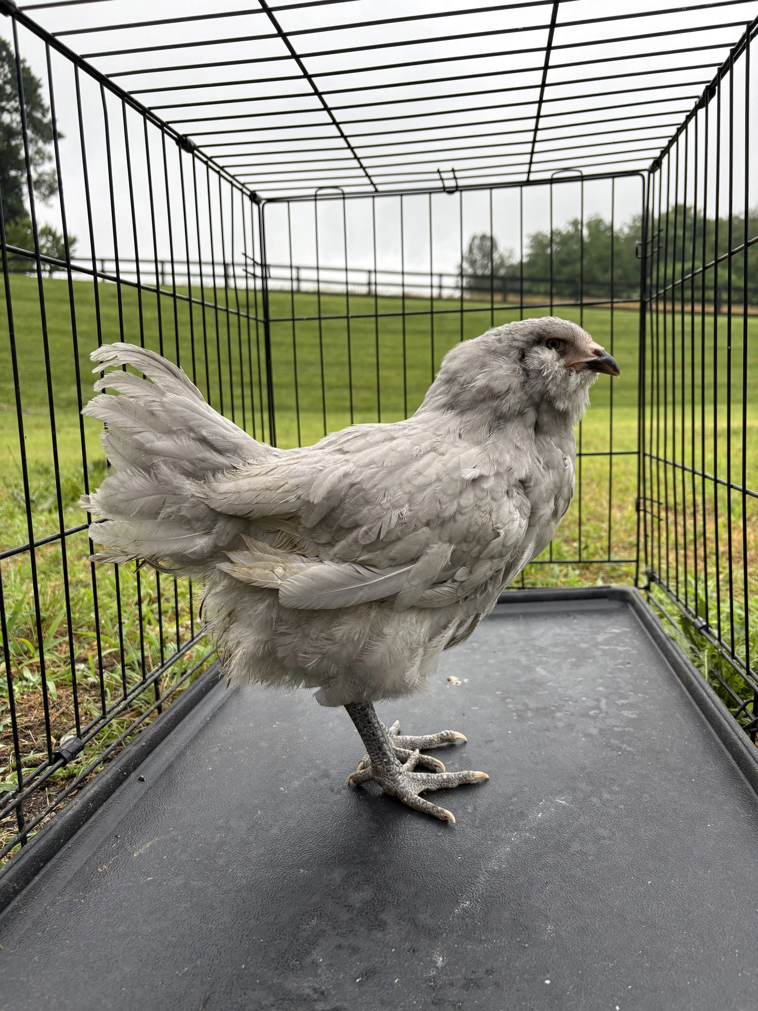 AOSB_Ameraucana_SelfBlue_Pullet_Hazel_CharlotteCochran_SIDE.jpeg