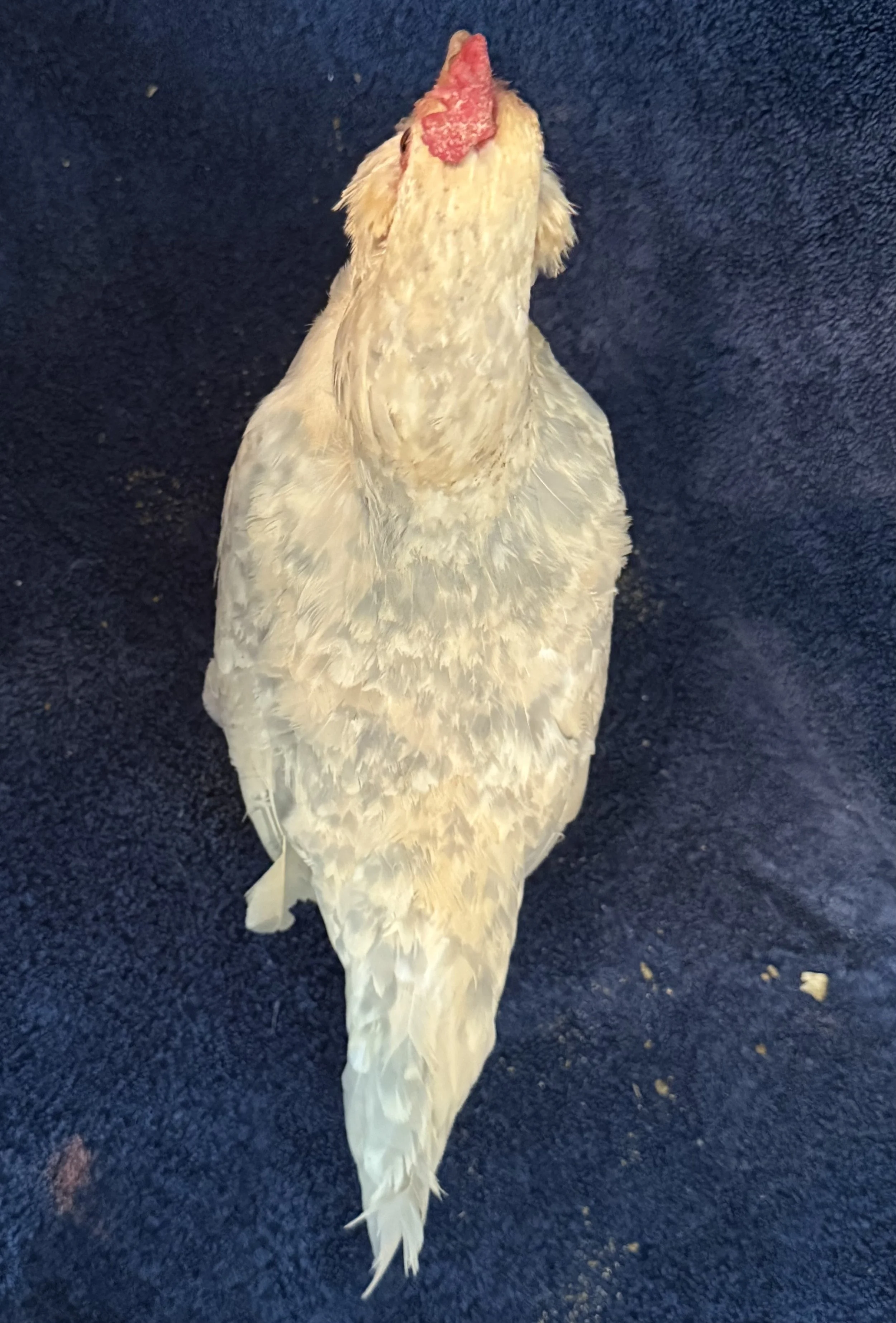 FeatherLeggedBantam_BeardedD'uccle_Porcelain_Pullet_Asagao_NorahMcCormick3.jpeg