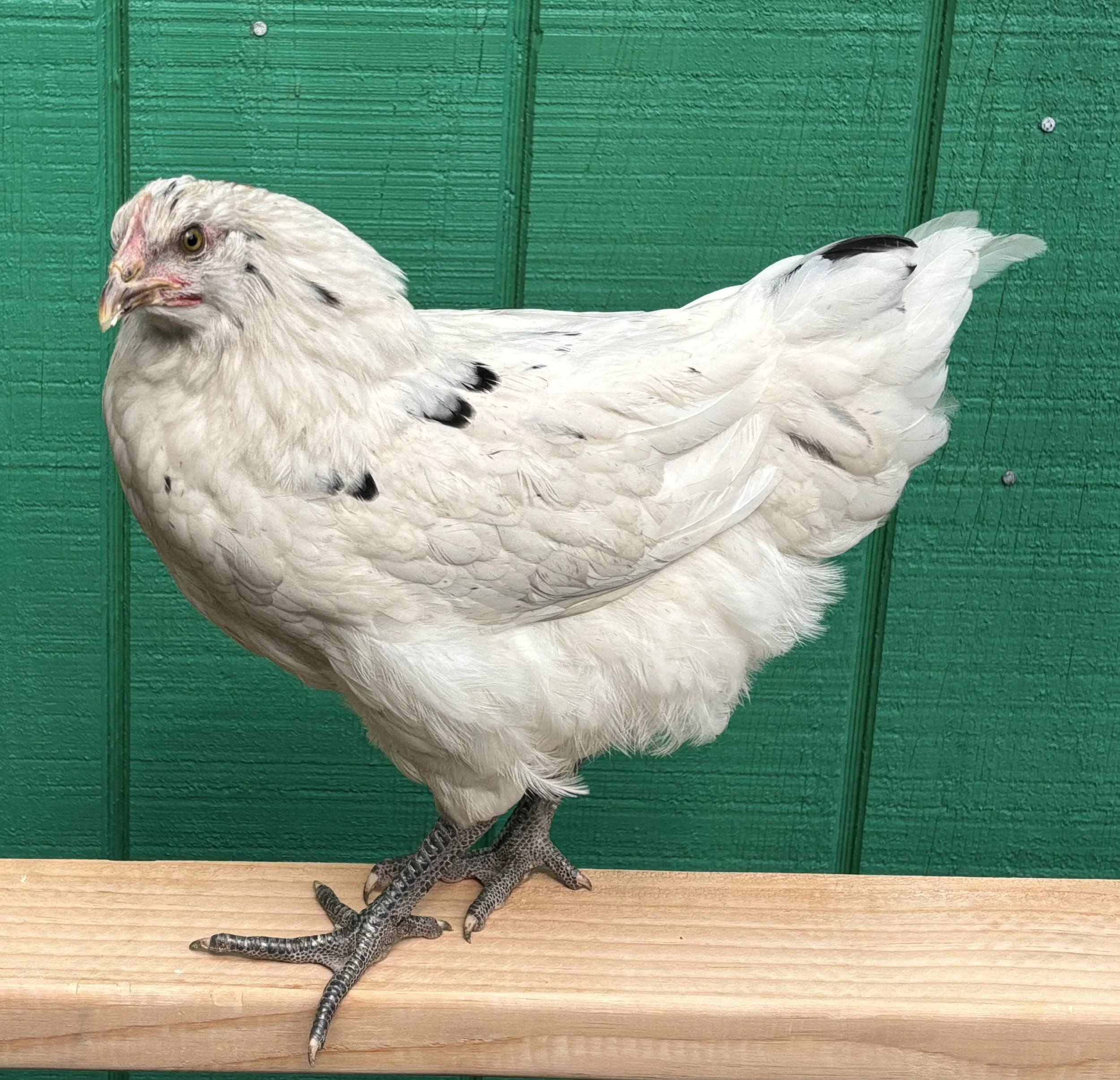 Pet_AustralorpandGoldenComet_White_Pullet_Miss Happy Peeps_Sarah-Jane Corbett_side.jpeg