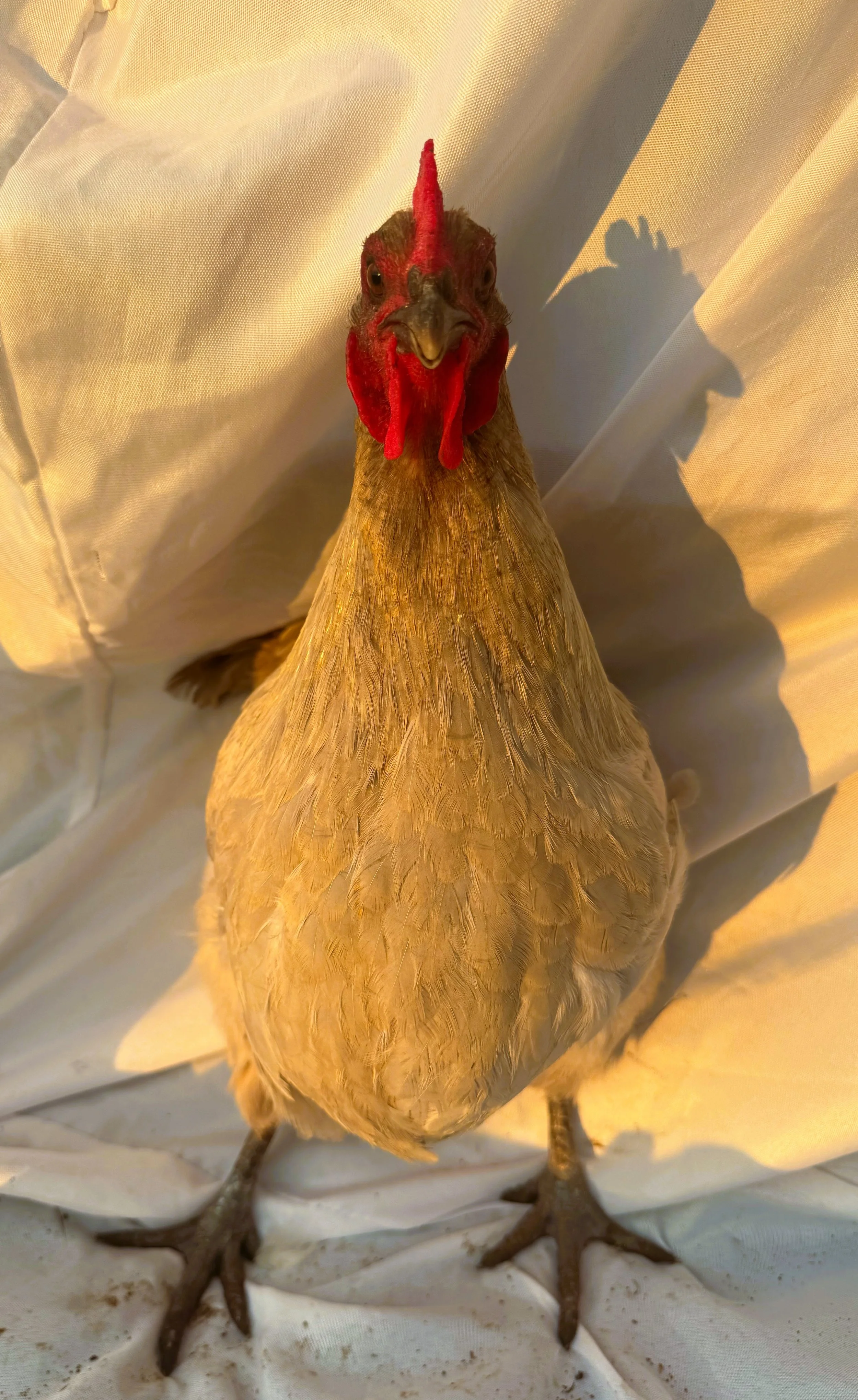 Pet_English_Orpington_Lavender_Hen_Ida_Noor Mashaal_Front.jpeg
