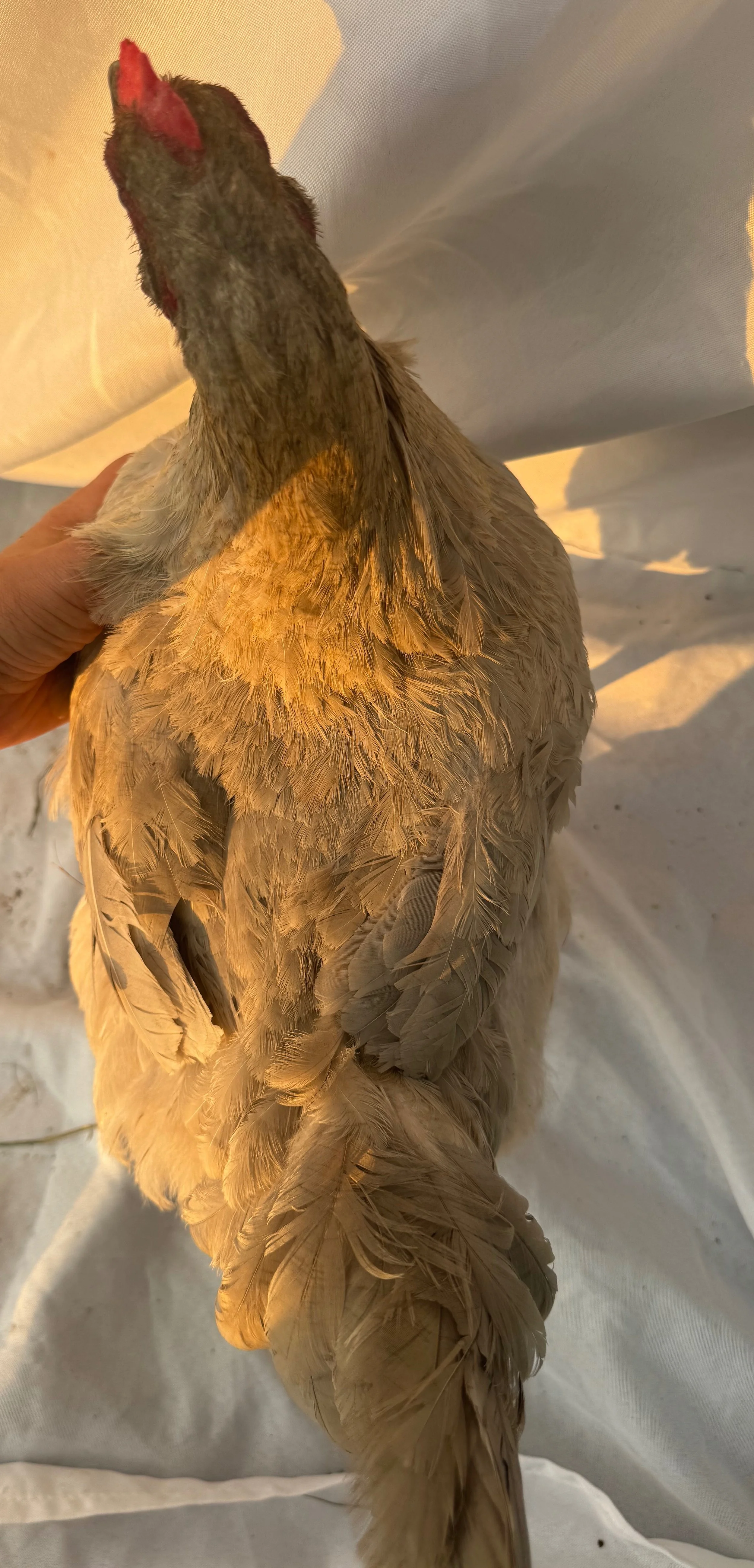 Pet_English_Orpington_Lavender_Hen_Ida_Noor Mashaal_Top.jpeg
