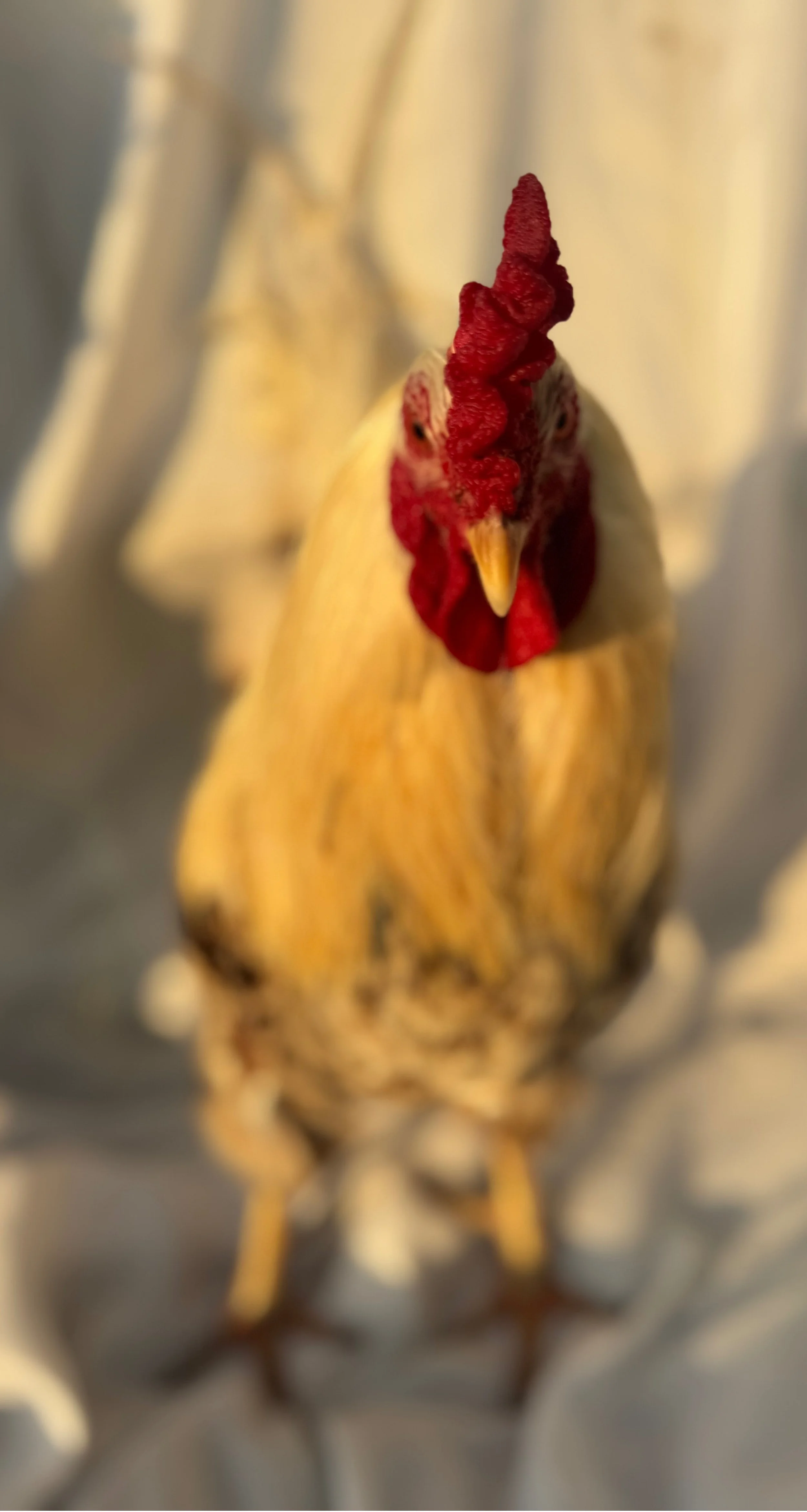 Pet_Easter_Egger_Golden_Mixed_Rooster_Josh_Nouh Mashaal_Front.jpeg