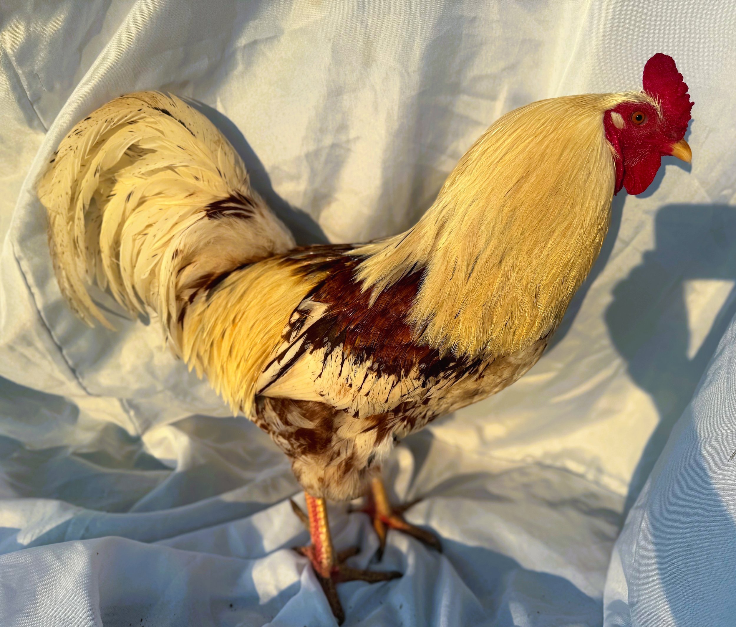 Pet_Easter_Egger_Golden_Mixed_Rooster_Josh_Nouh Mashaal_Side.jpeg