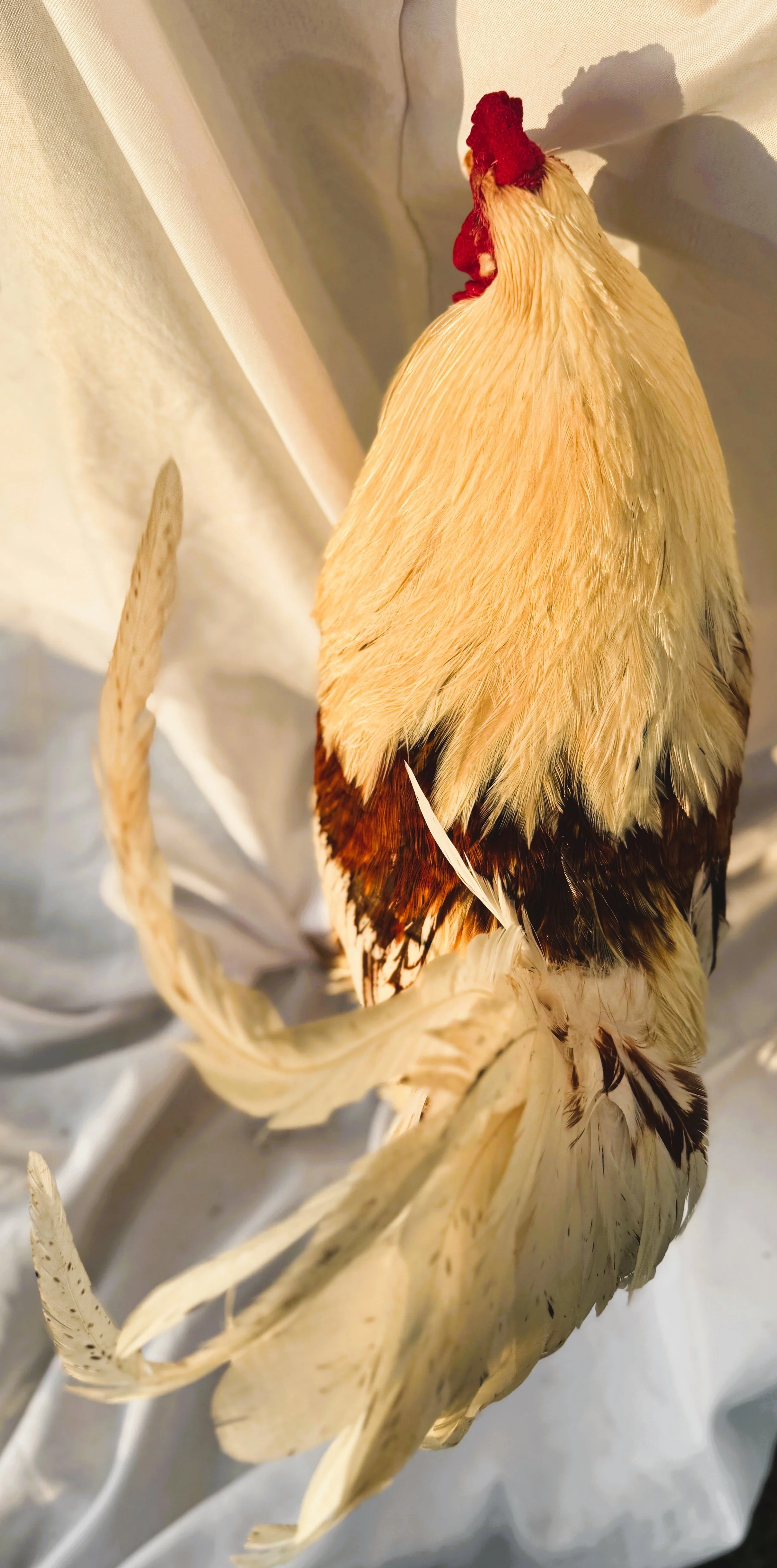 Pet_Easter_Egger_Golden_Mixed_Rooster_Josh_Nouh Mashaal_Top.jpeg