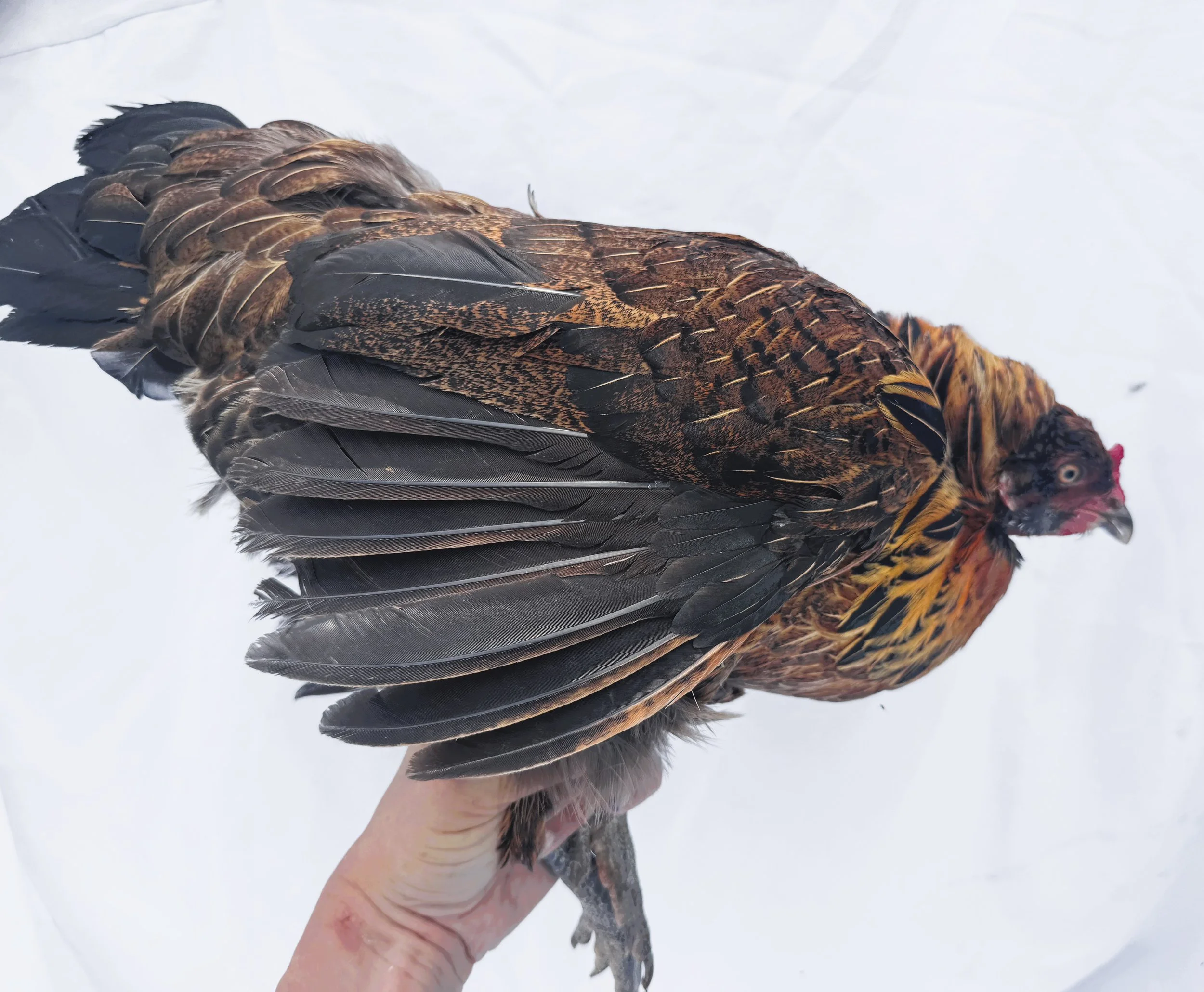 Pet_Easter_Egger_Red_Multi_Hen_Ruby_Nouh Mashaal_Side.jpeg