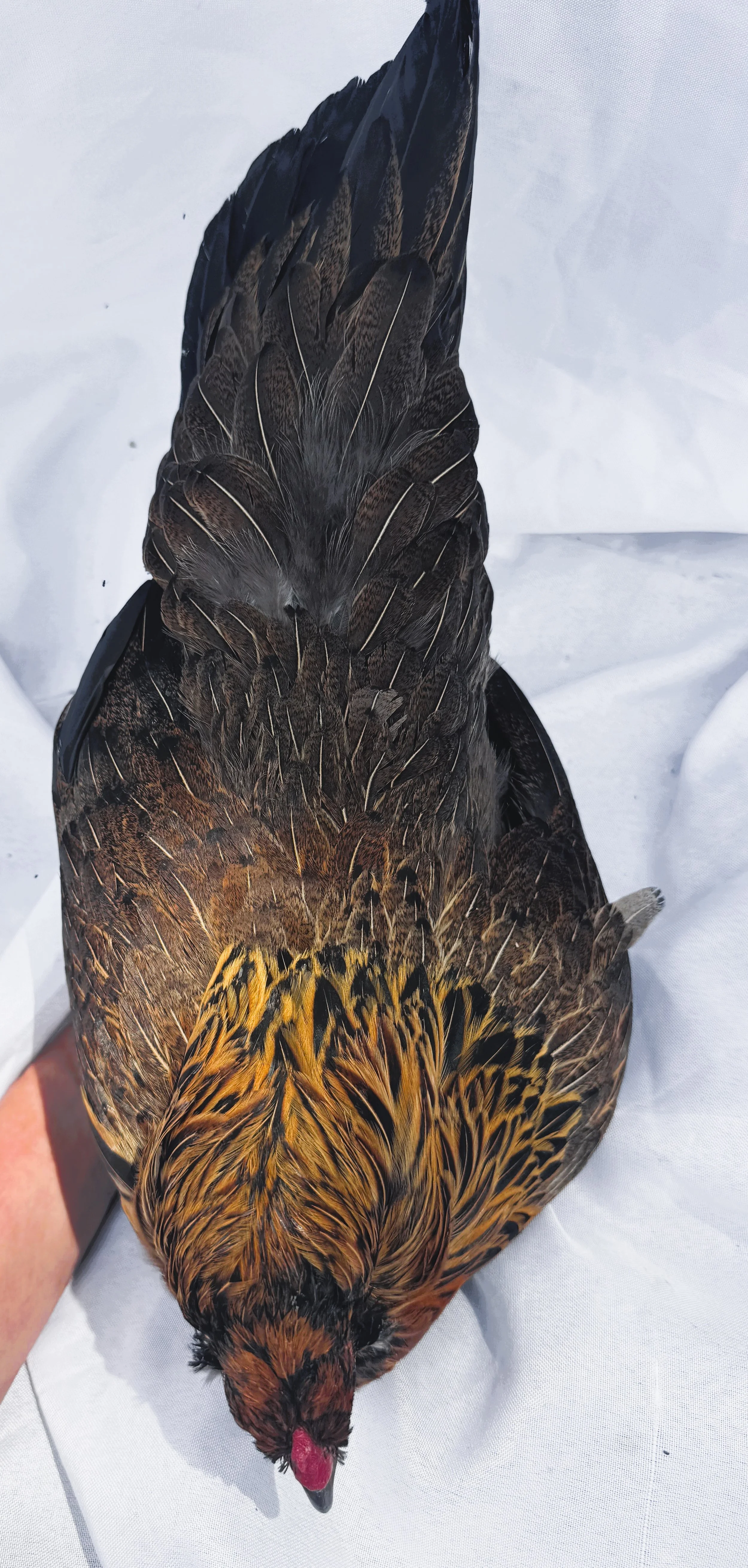 Pet_Easter_Egger_Red_Multi_Hen_Ruby_Nouh Mashaal_Top.jpeg