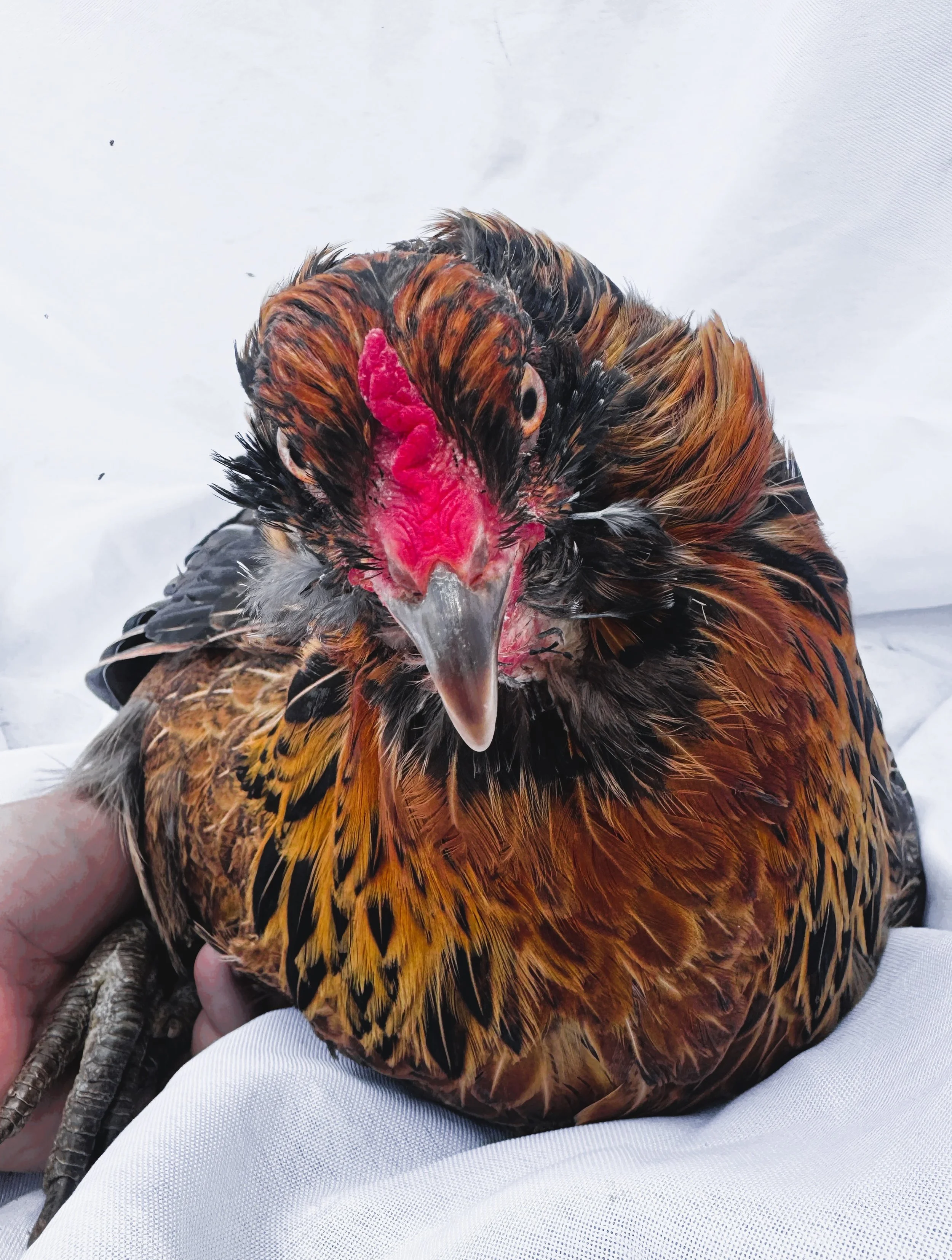 Pet_Easter_Egger_Red_Multi_Hen_Ruby_Nouh Mashaal_Front.jpeg