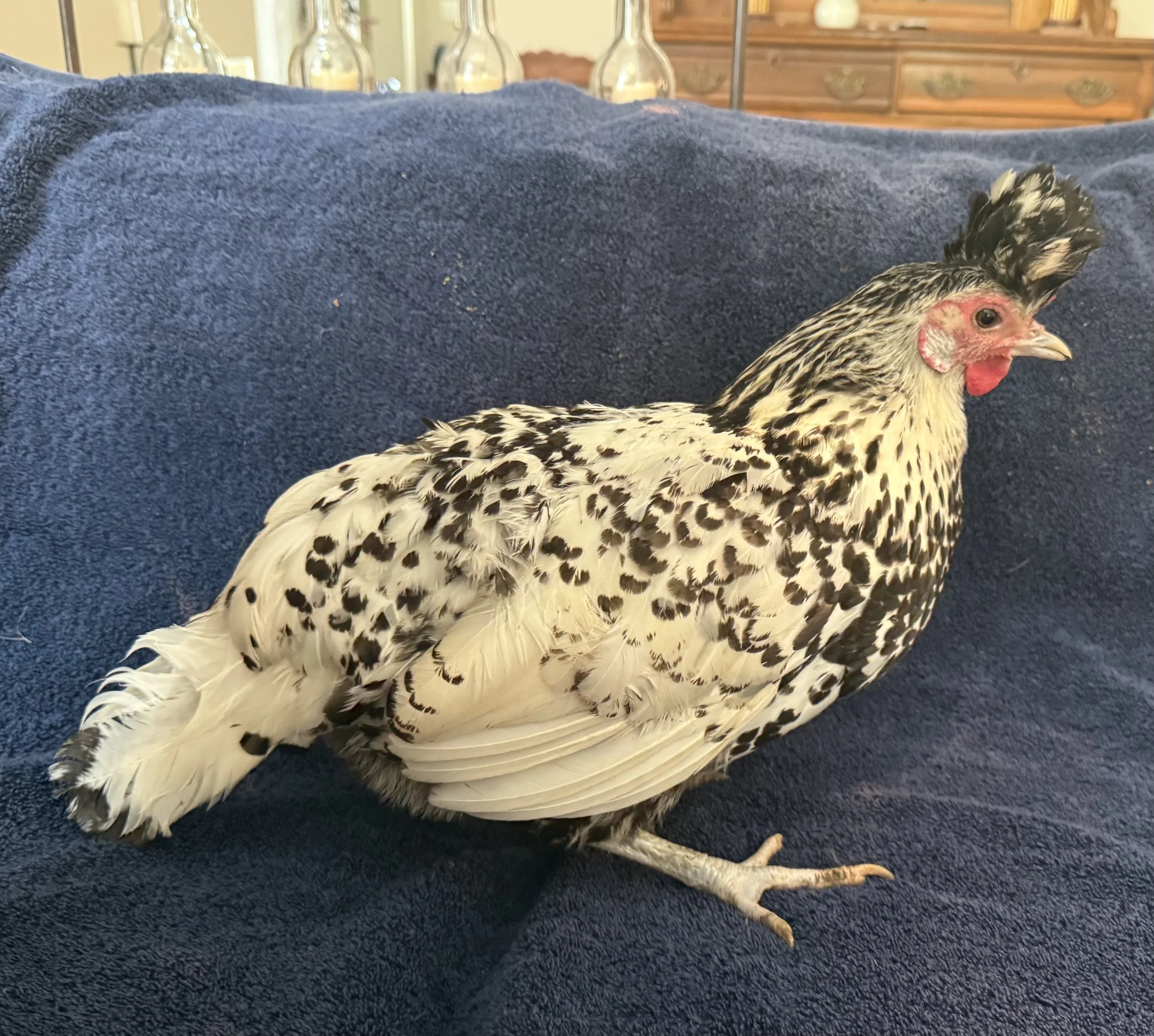 Pet_AppenzellerSpitzhauben_Standard_Hen_Edelweiss_HughMcCormick.jpeg