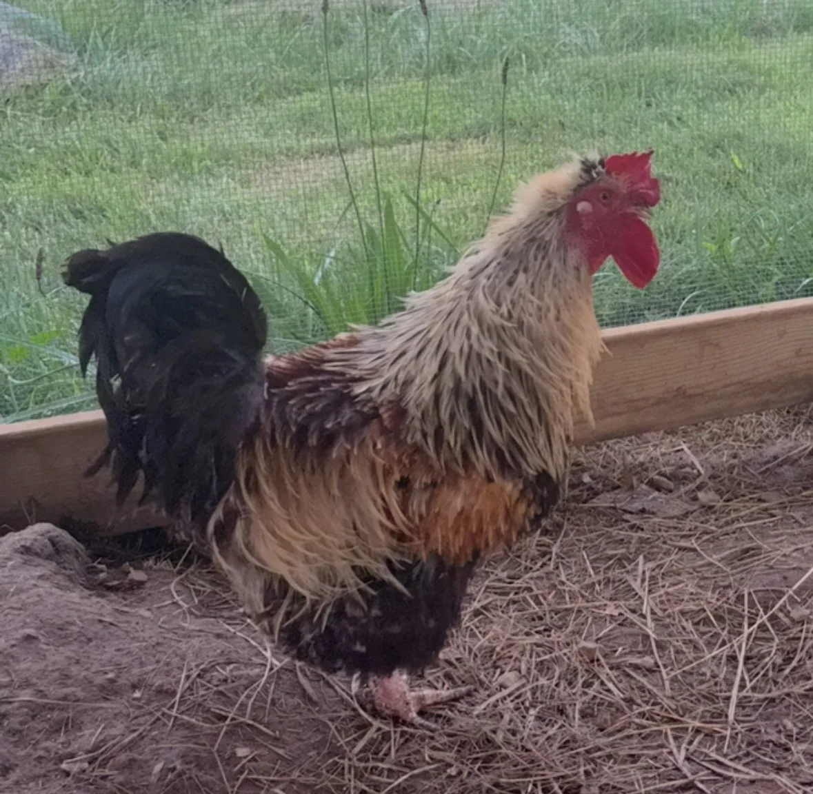 Side View_Pet_Mixed Breed_Multi_Rooster_Earl_Avalon Roe.JPG