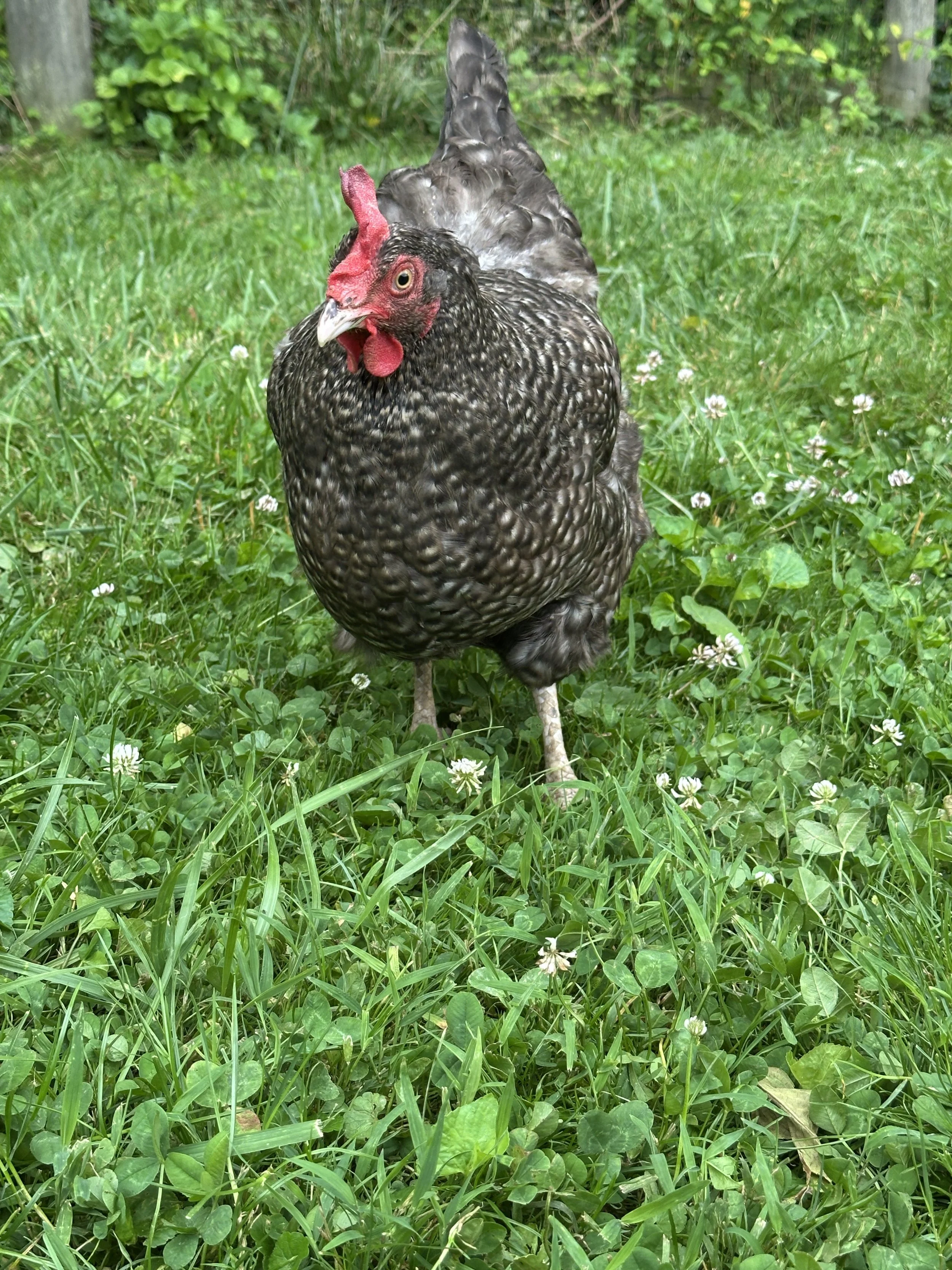Pet_Marans_Cuckoo_Hen_Wyldstyle_Front_Artie Rohrmeier.JPG