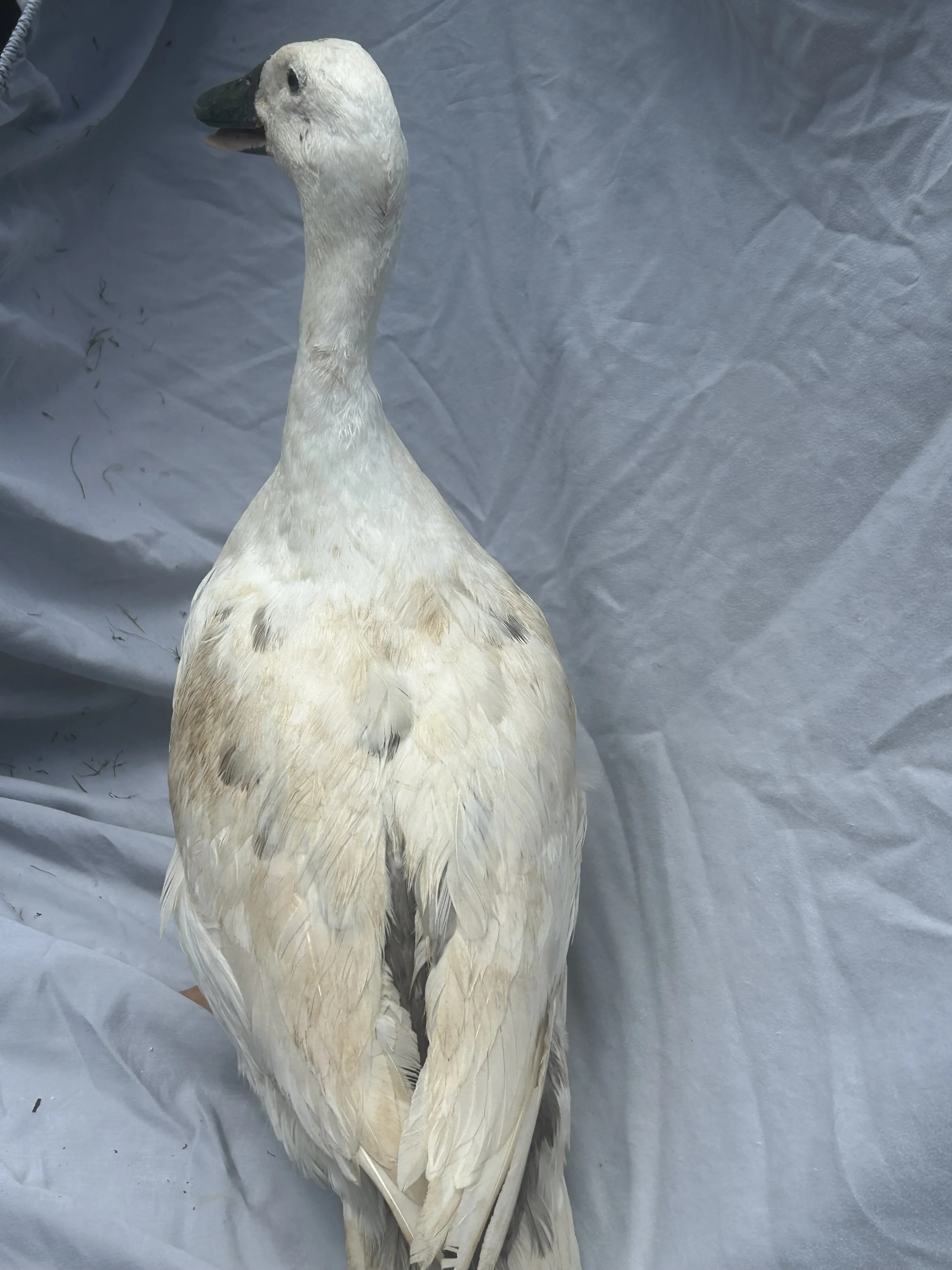 Front View_Medium Duck_Ancona_White_hen_Puddles_Avalon Roe.JPG