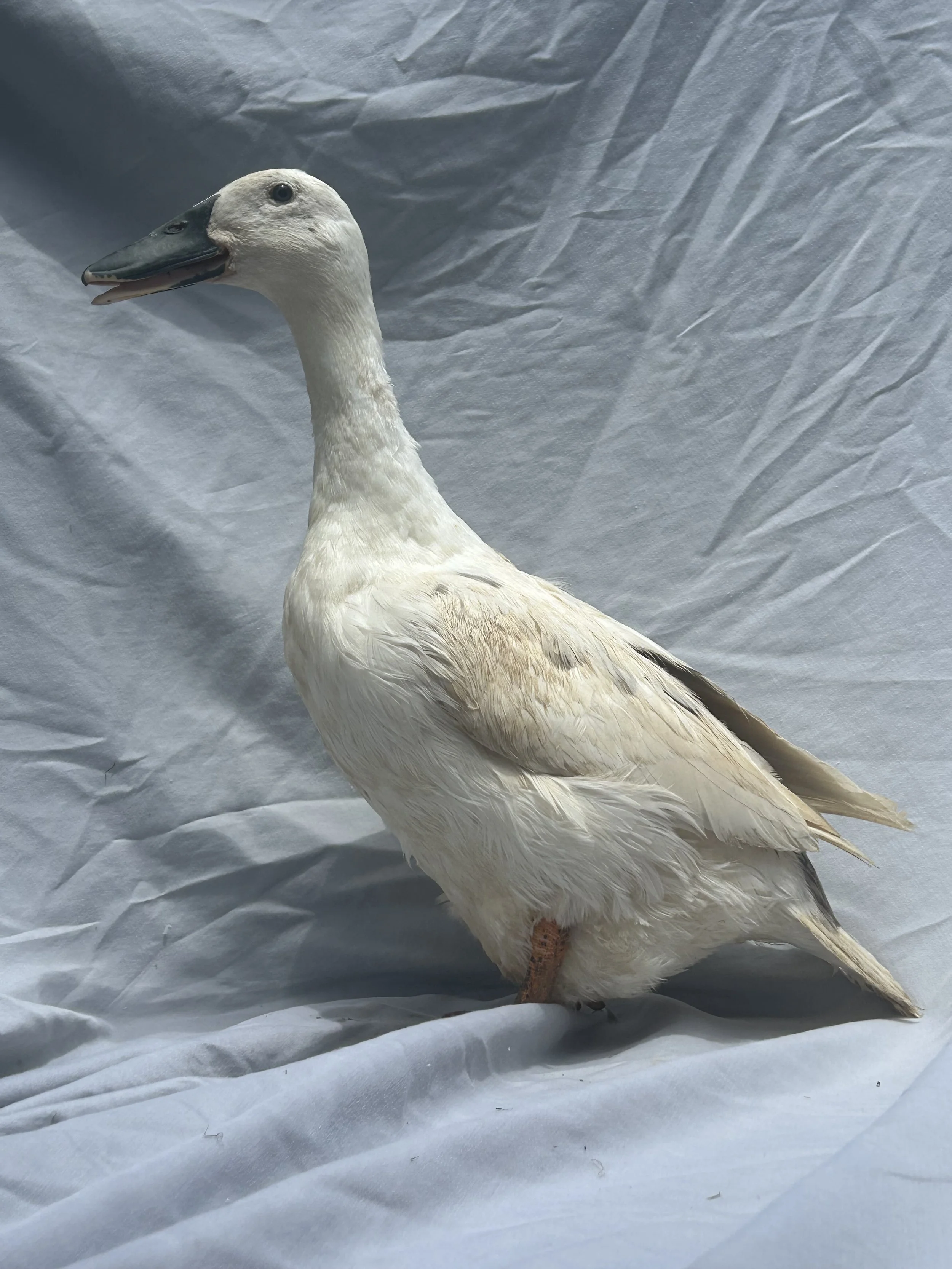Side View_Medium Duck_Ancona_White_hen_Puddles_Avalon Roe.JPG
