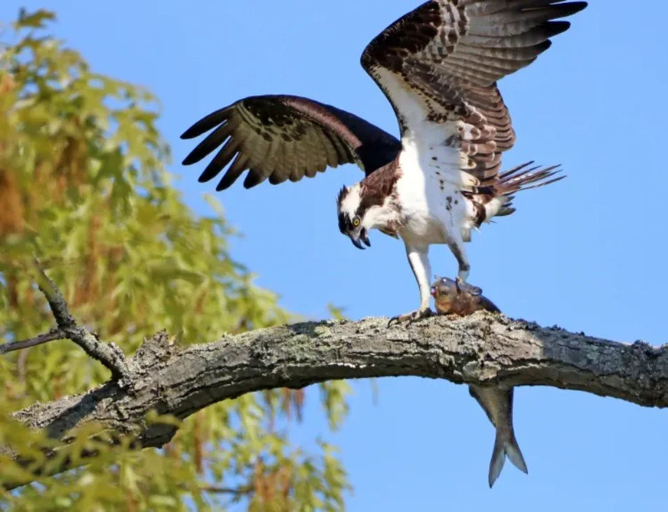 Virginia and Maryland have a small fish problem | EDITORIAL