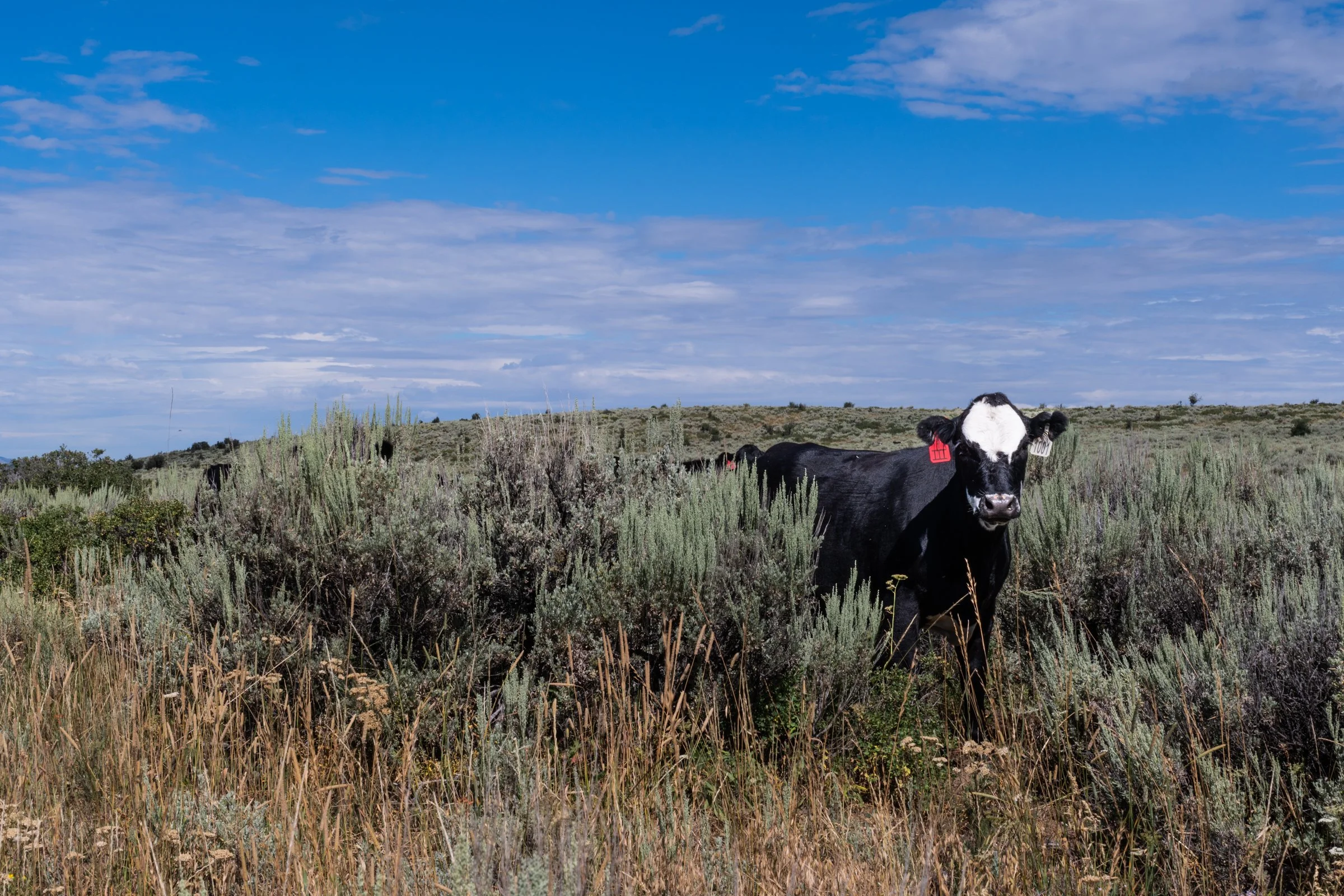 A person riding a light brown and white horse with cow herds in the background, wearing a white cowboy hat and a blue denim jacket.
