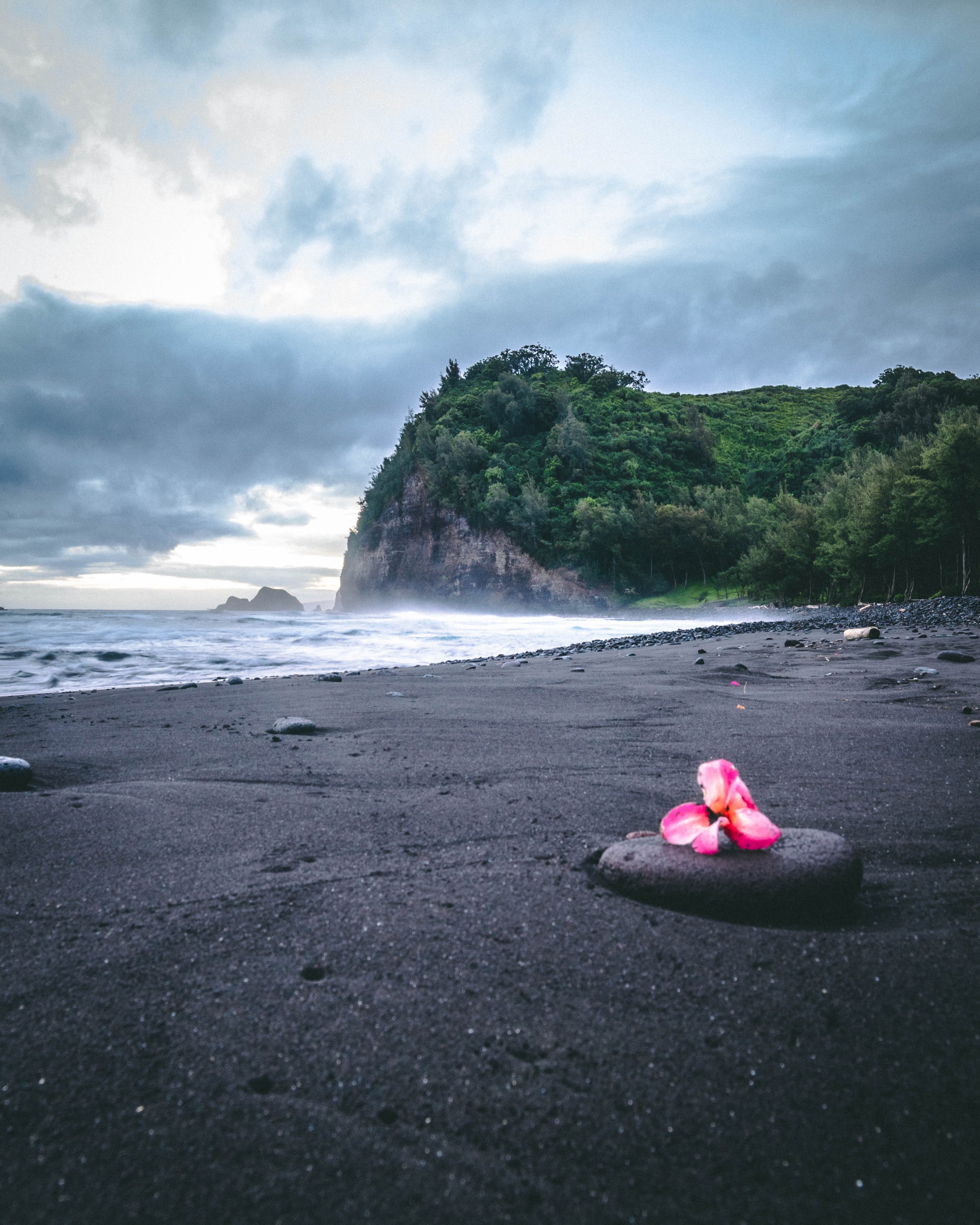 Black sand beach with a pink flower on a rock, ocean waves, a cliff covered in greenery, and a cloudy sky.