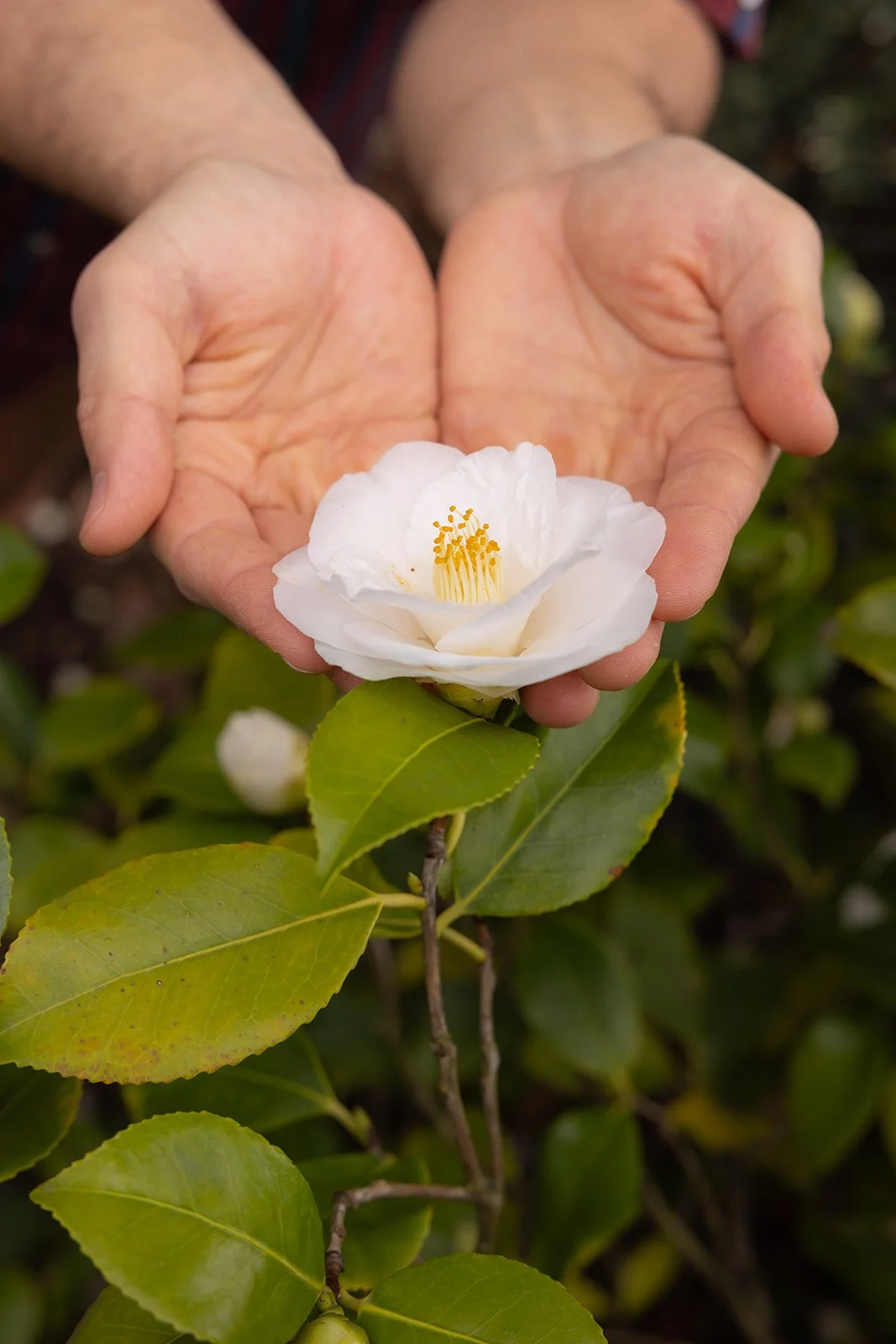 Teague's hands holding a flower