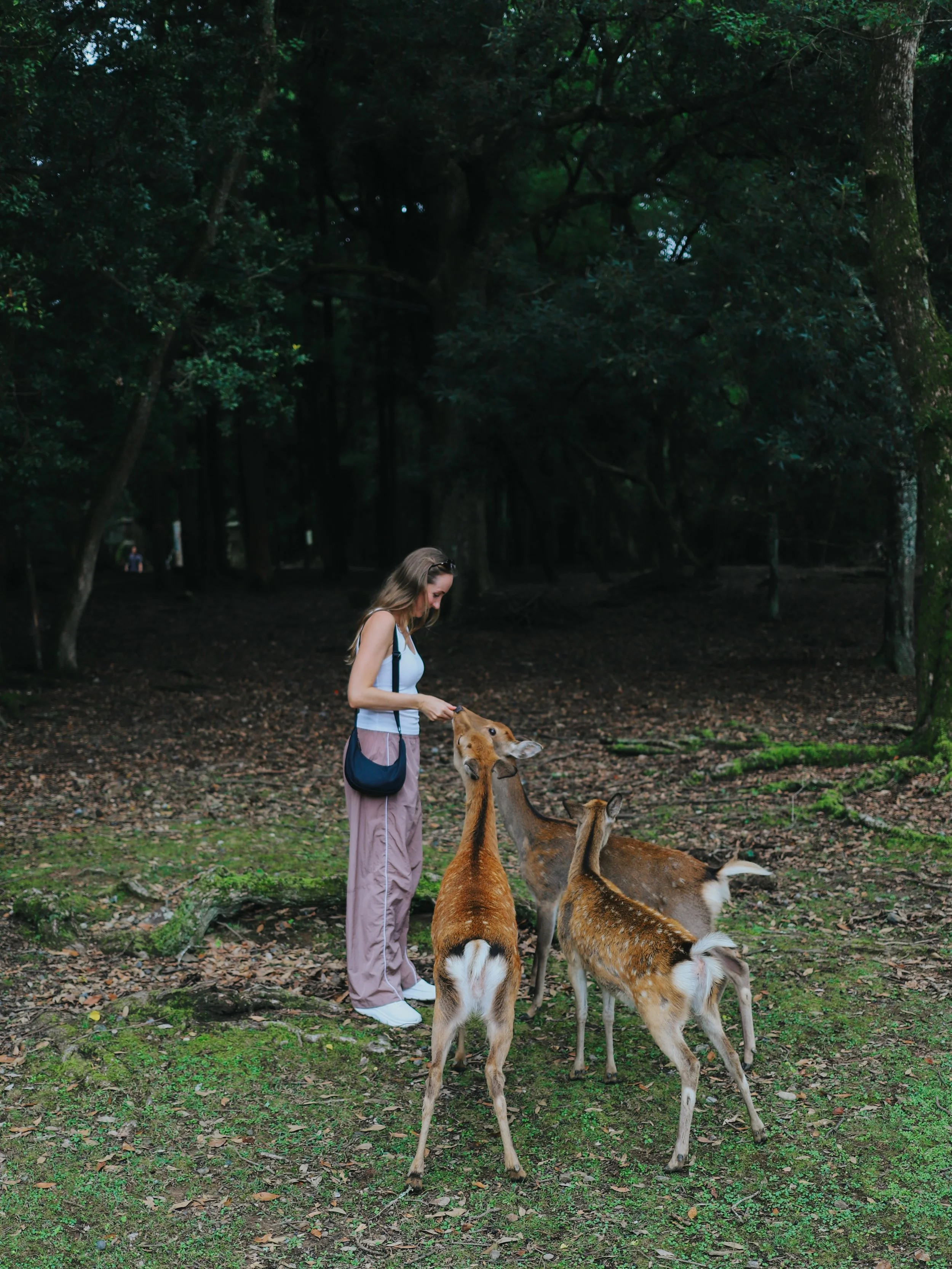 say hello to nara &amp; uji 🇯🇵 we absolutely loved our little day trip from kyoto to these two spots 🦌🌿 pretty surreal to check nara off the bucket list and have deer come up to you + eat from your hand!

#narajapan #naradeerpark #ujijapan #japan