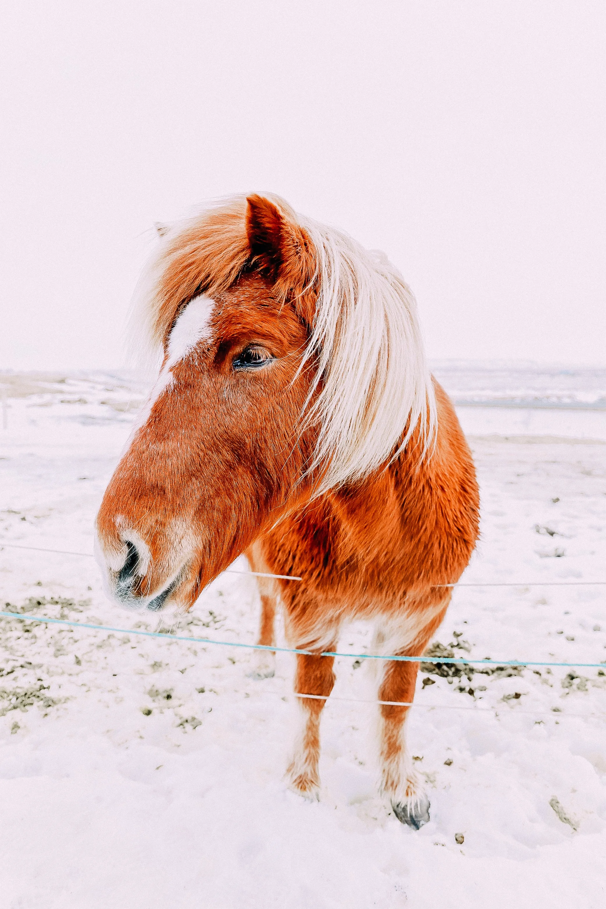 Close-up of an Icelandic Horse.