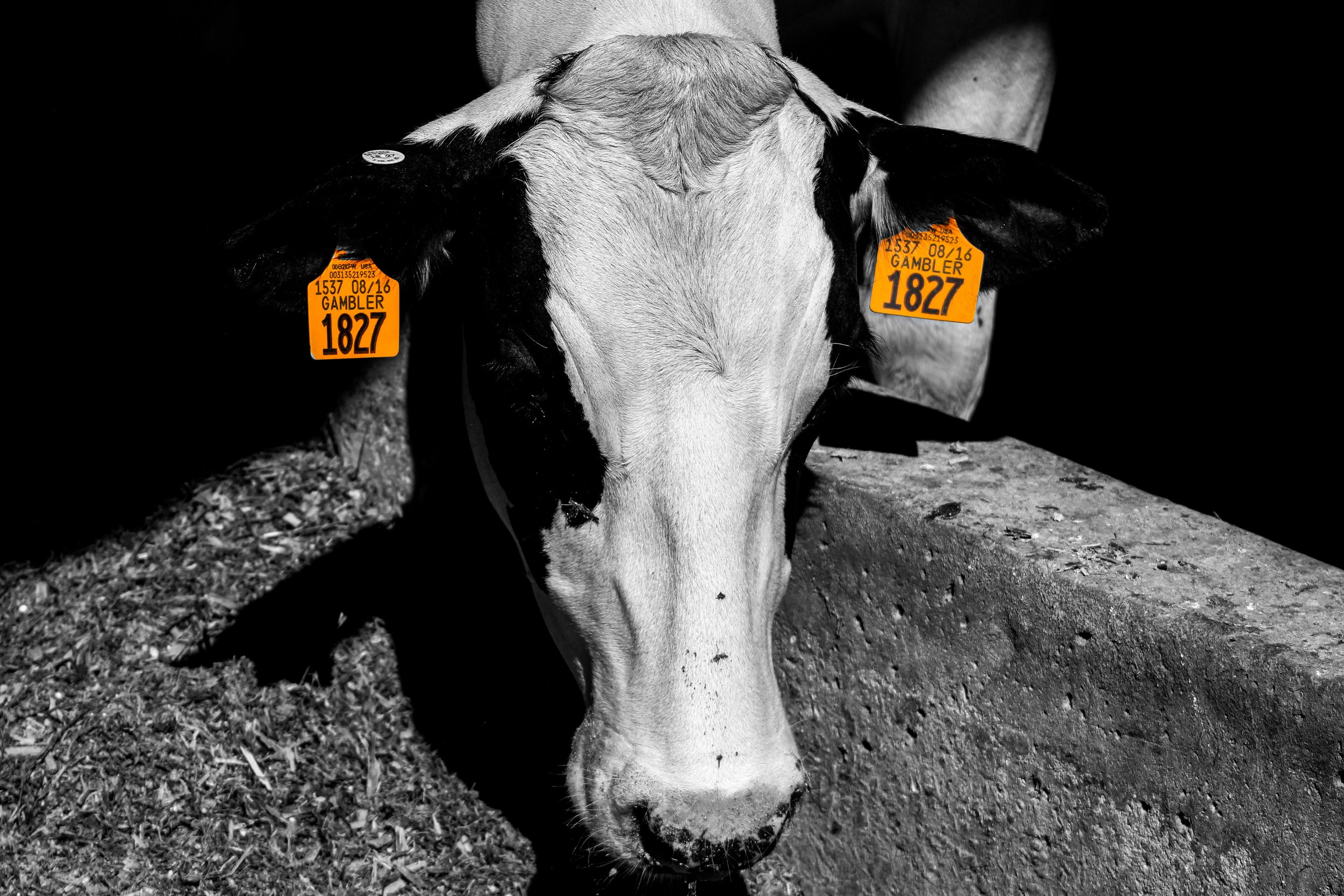 cow.jpg