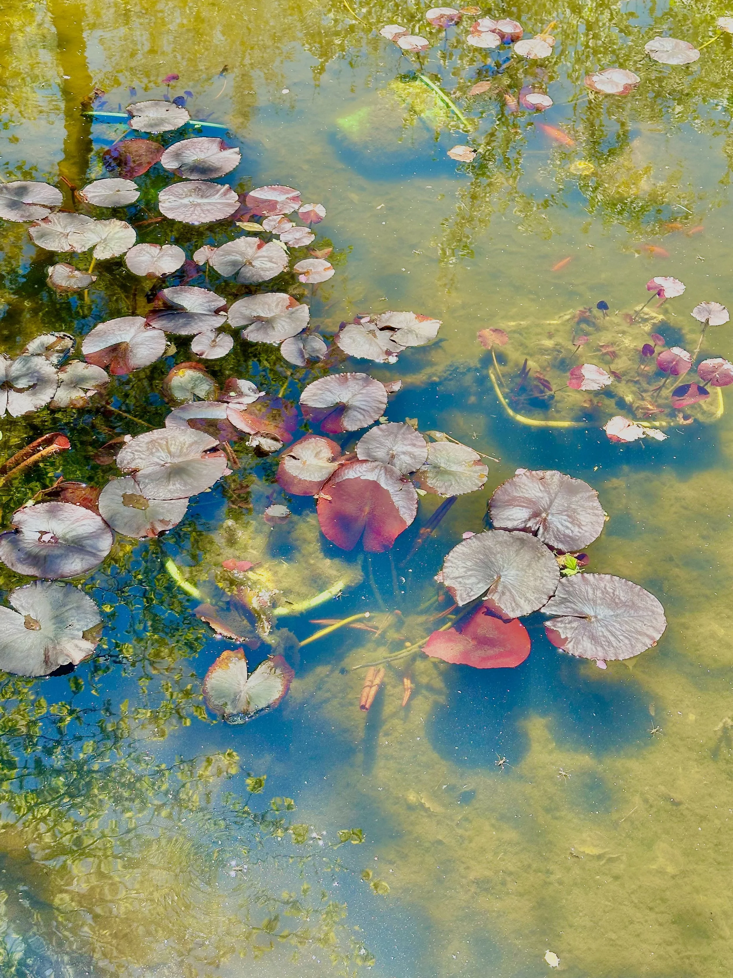 Romancing Monet