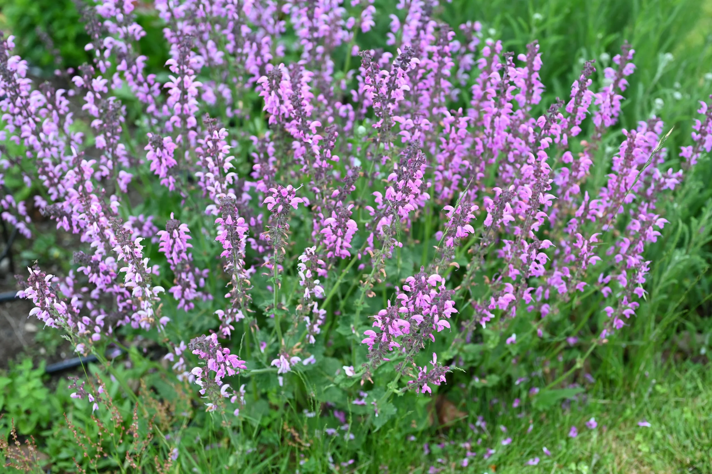 Fall Garden Box, 34 Plants