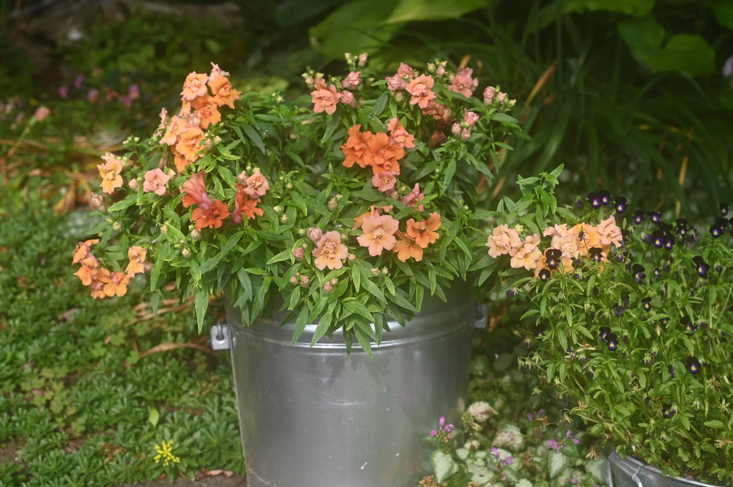 Cool Flowers Garden Box, 50 plants