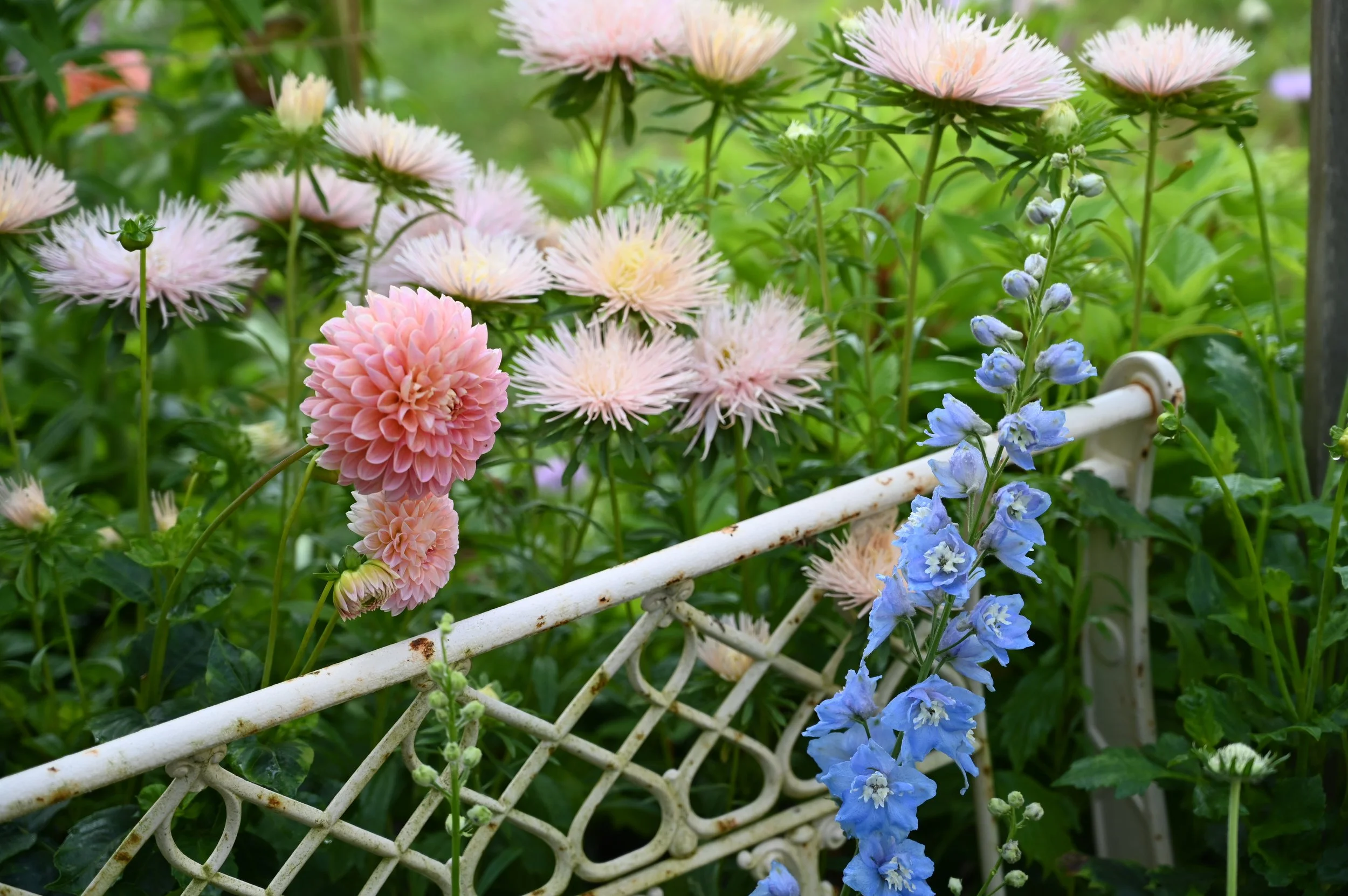 Warm Flowers Garden Box, 41 plants