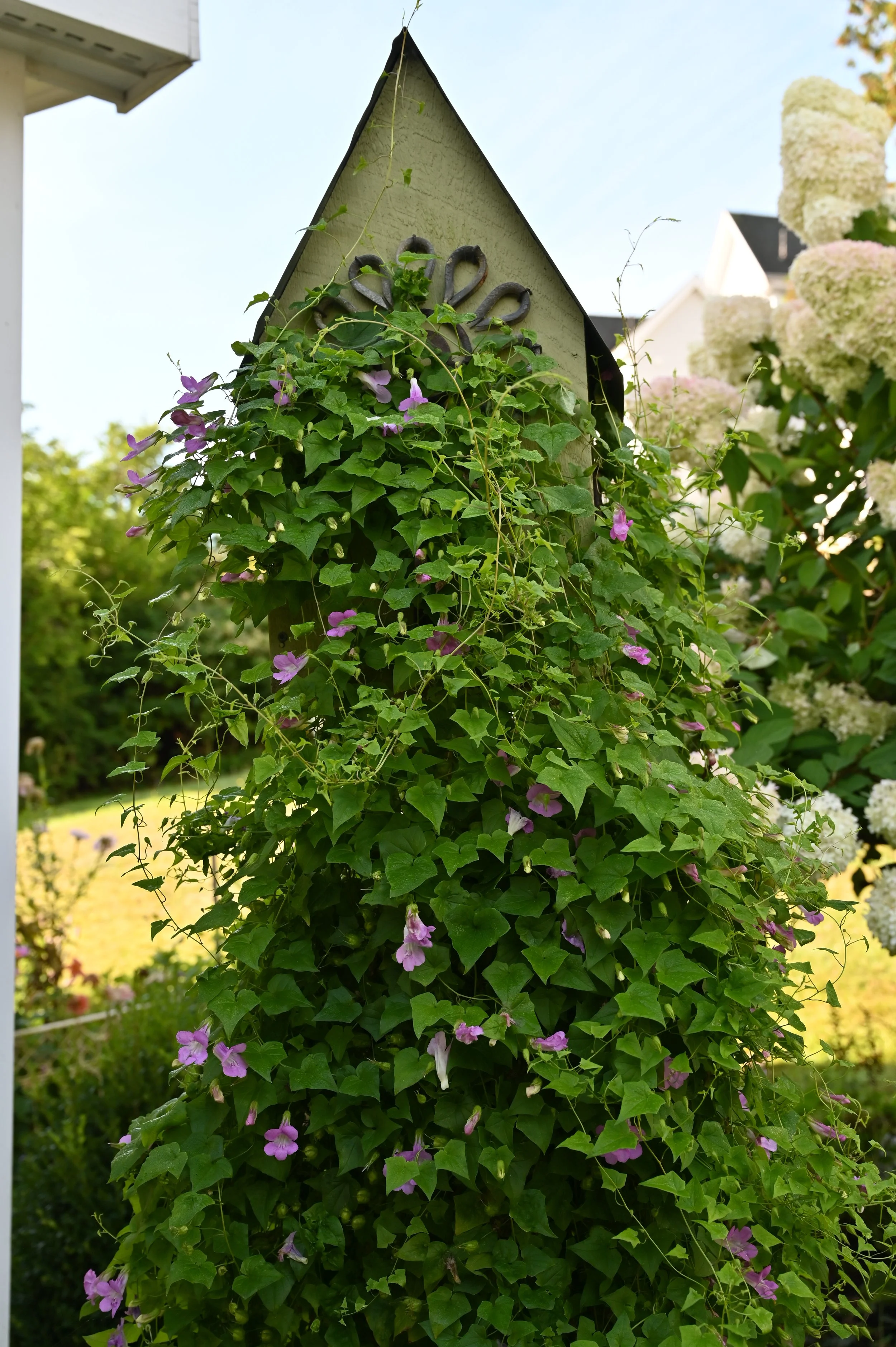 Warm Flowers Garden Box, 75 Plants