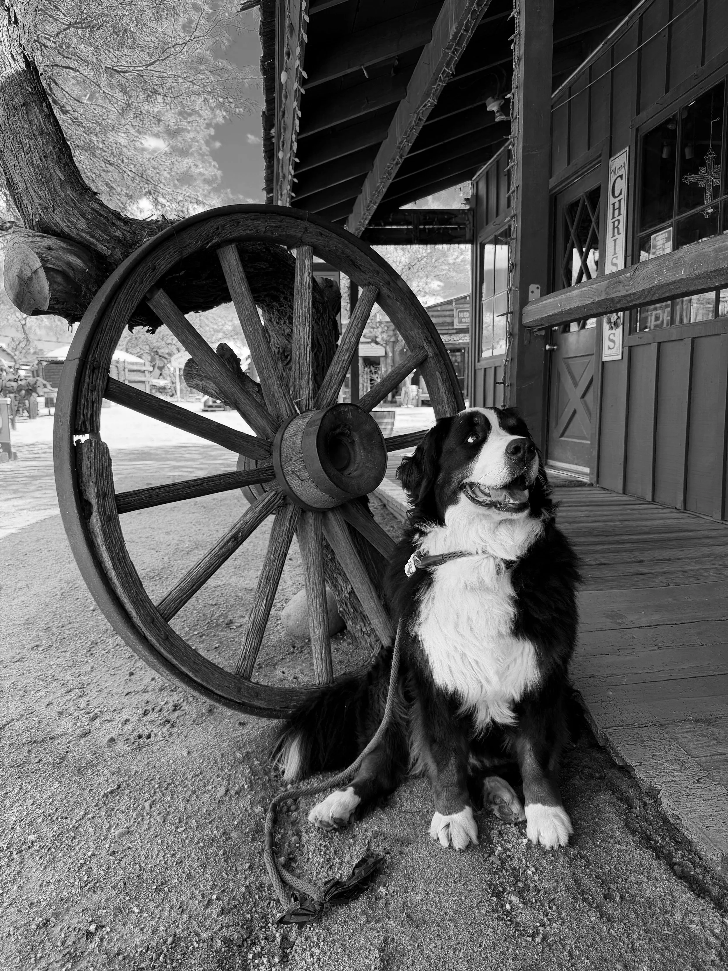 A black and white photo of a happy dog sitting on the ground in front of a wooden wagon wheel and a rustic building, with trees and a clear sky in the background.