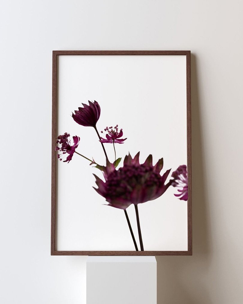 Purple Blossom