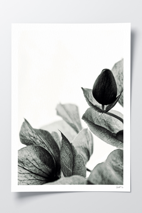 Abstract Hellebore .png